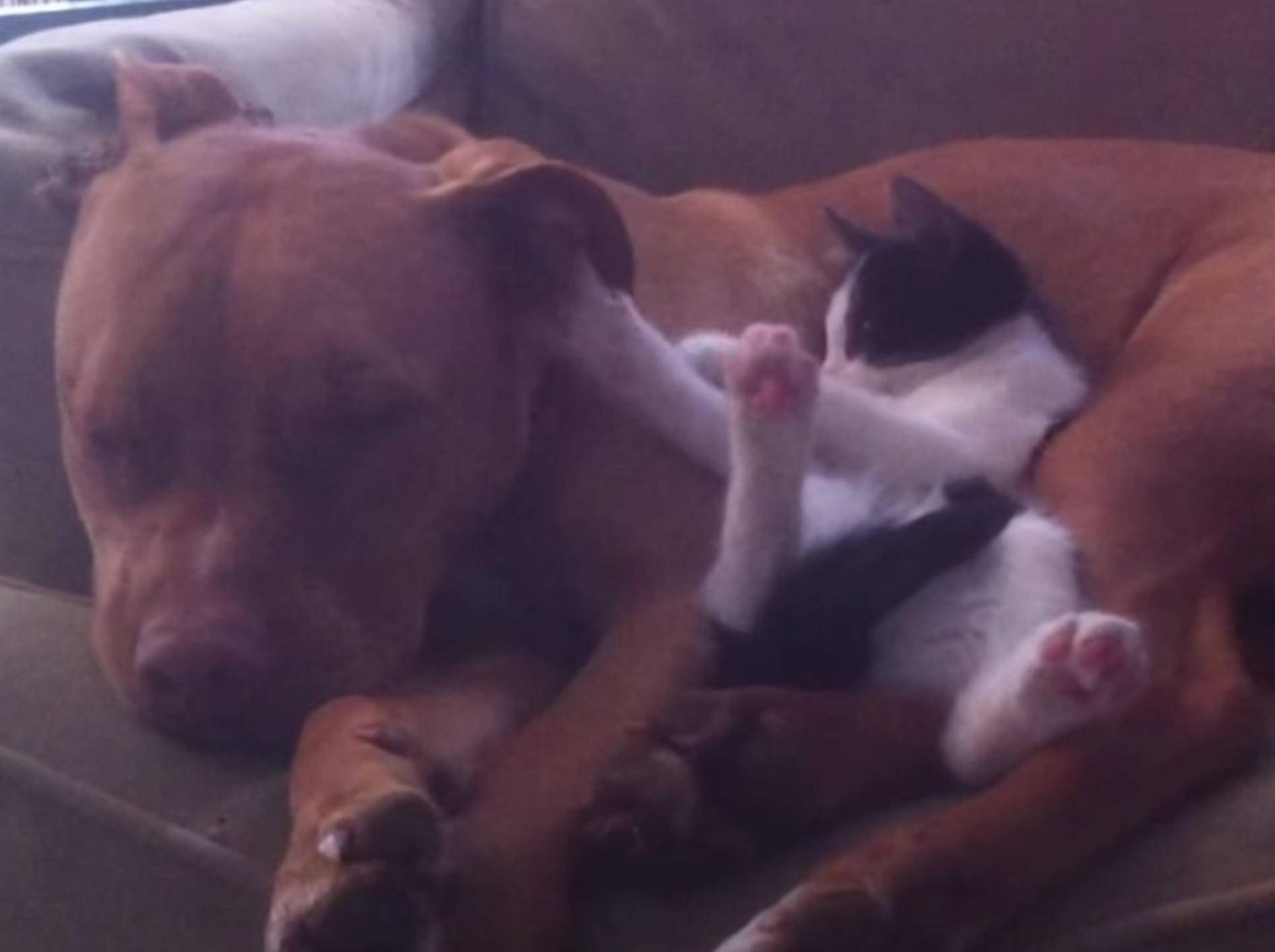 Kuschelfreunde: Ein Pitbull und ein Kitten – Bild: Youtube / 4lifepets