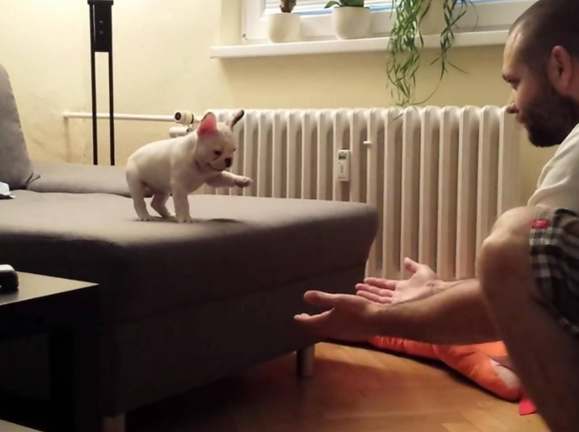Rocky, die springende Französische Bulldogge – Bild: Youtube / Peter Valko