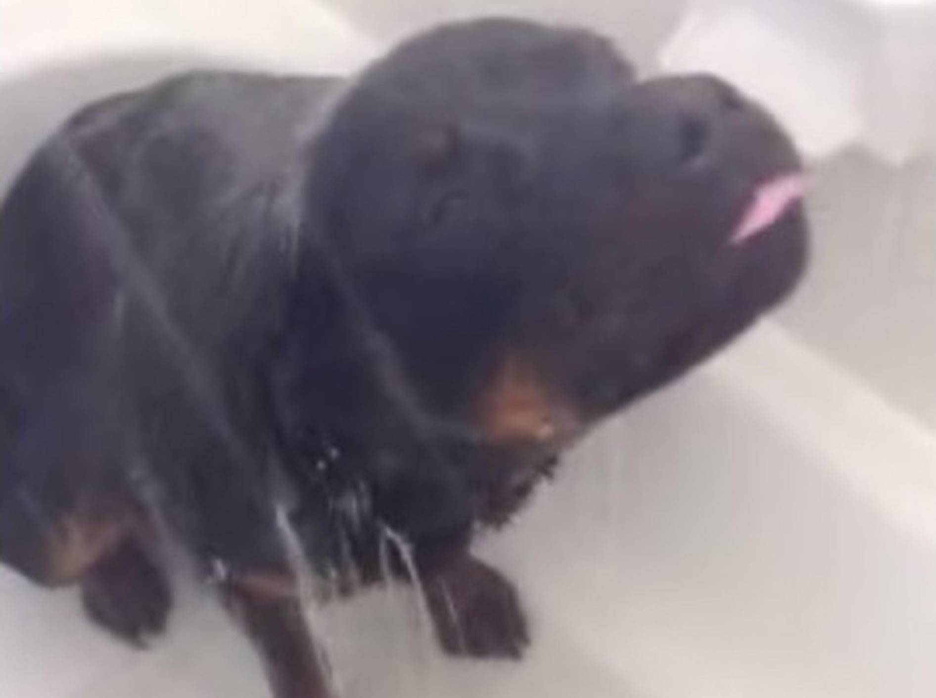 Süßer Rottweiler liebt Duschen über alles! – Bild: Youtube / Life with Oz the Rottweiler