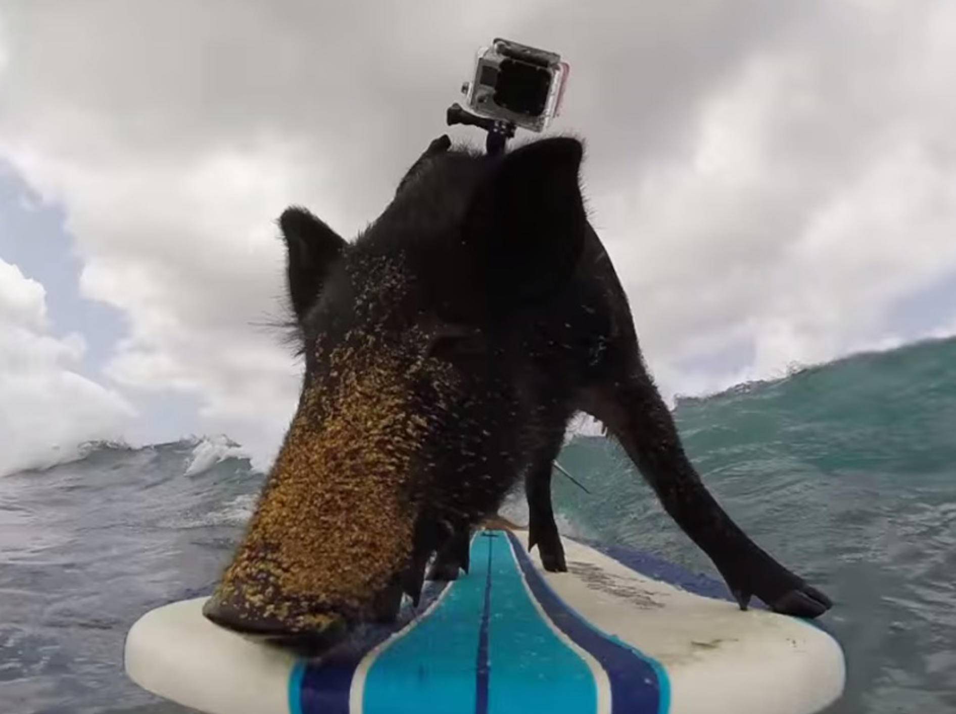 Sportliches Schwein surft auf Hawaii – Bild: Youtube / GoPro