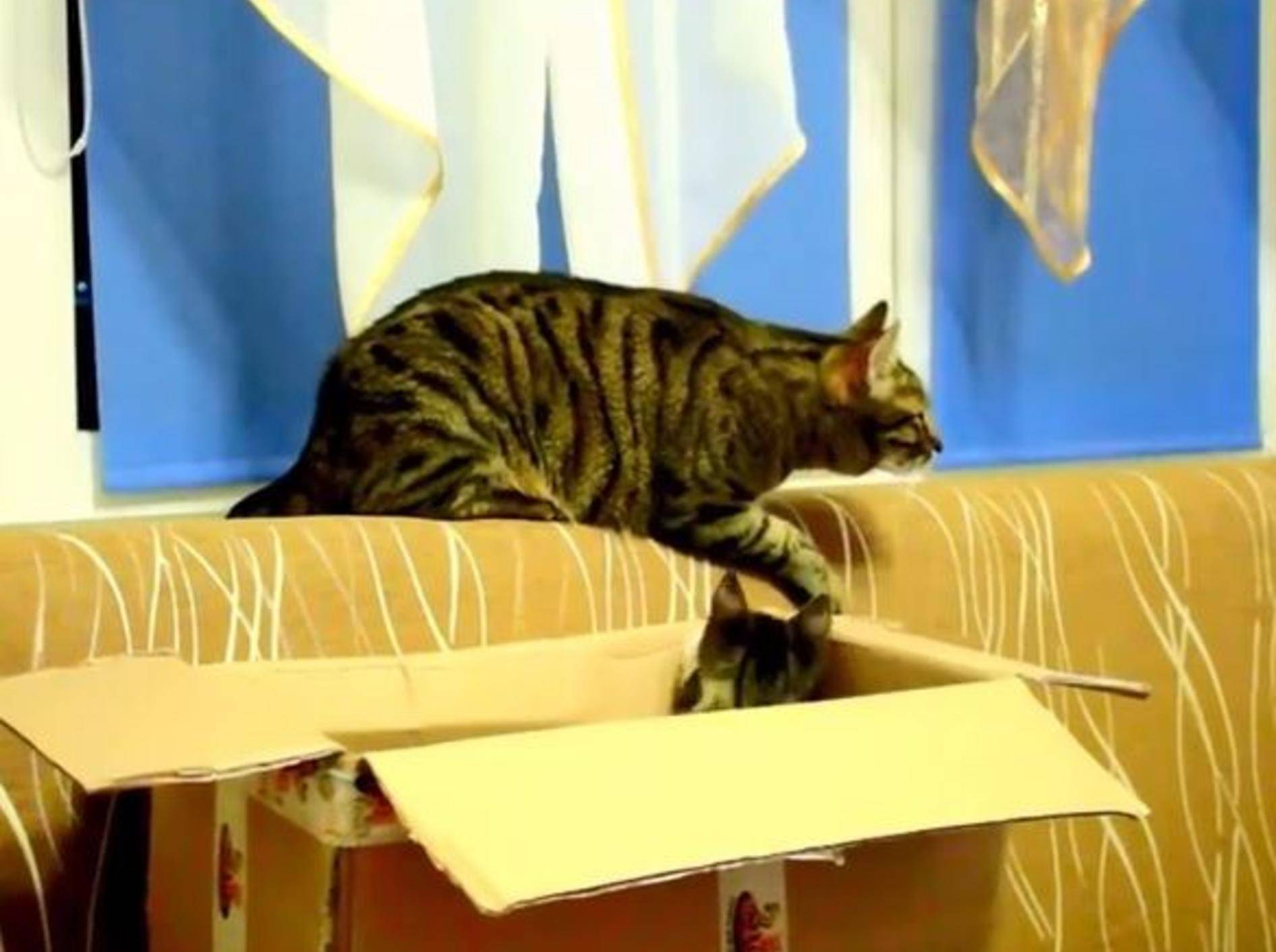 Simon's Cat im echten Leben – Bild: Youtube / Krysztof Smejlis