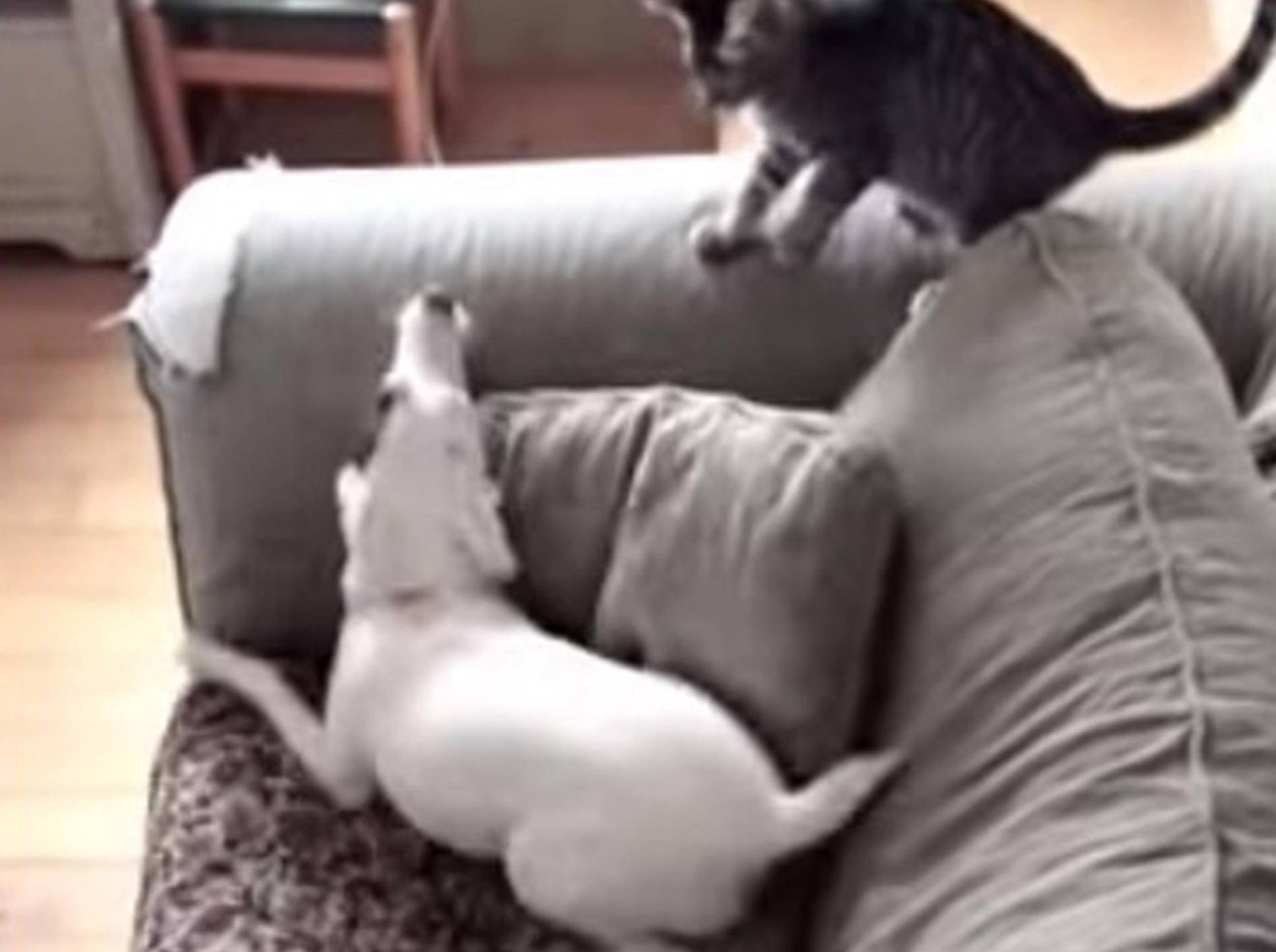 Lustiger Terrier ist wegen Kätzchen ganz aufgeregt – Bild: Youtube / Tom Shukis