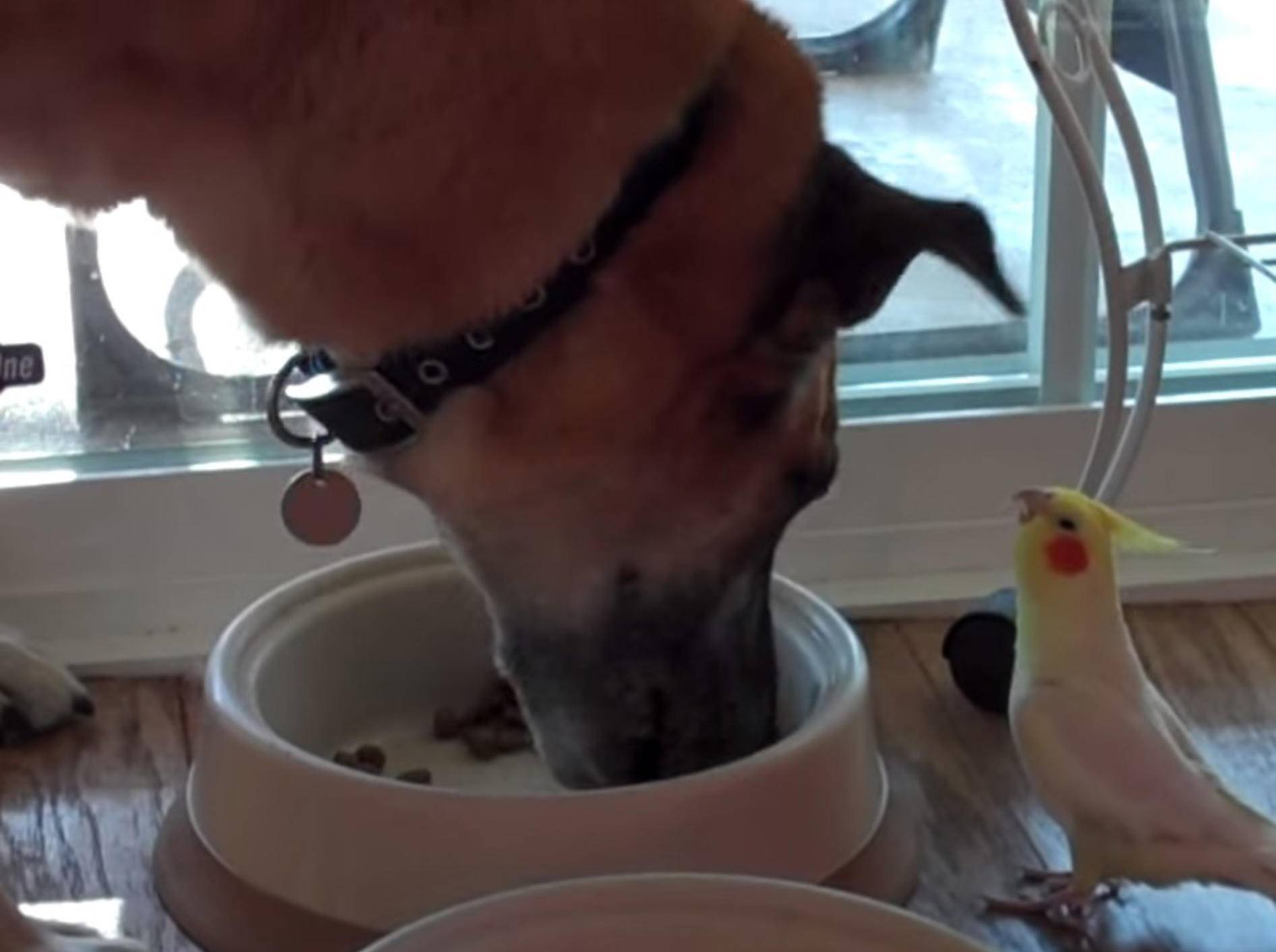 Hund bekommt Gesangseinlage von süßem Vogel – Bild: Youtube / Graces Nitflix A-way With Lice