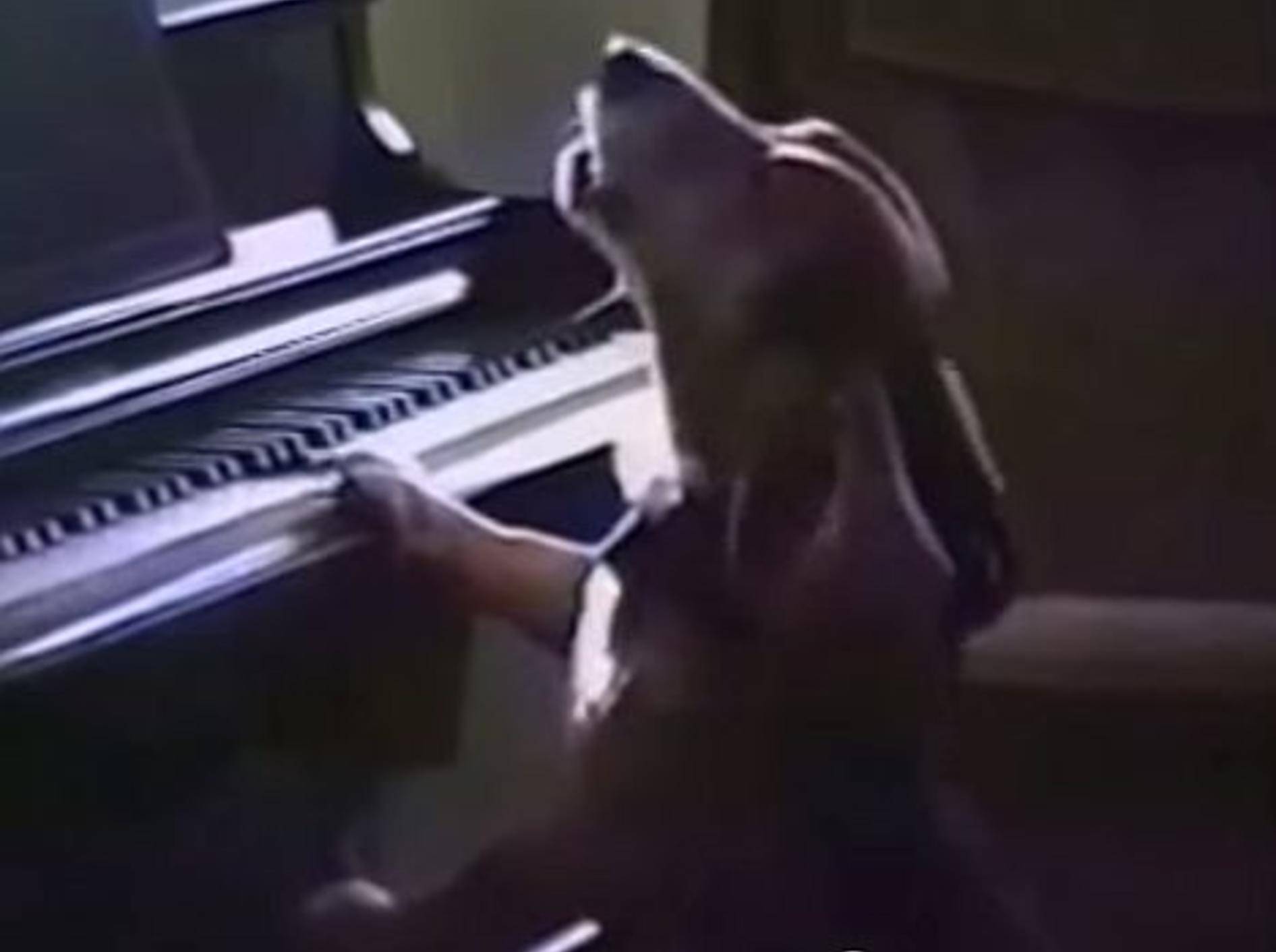 Basset Hound spielt Klavier – Bild: Youtube / TommyBasset