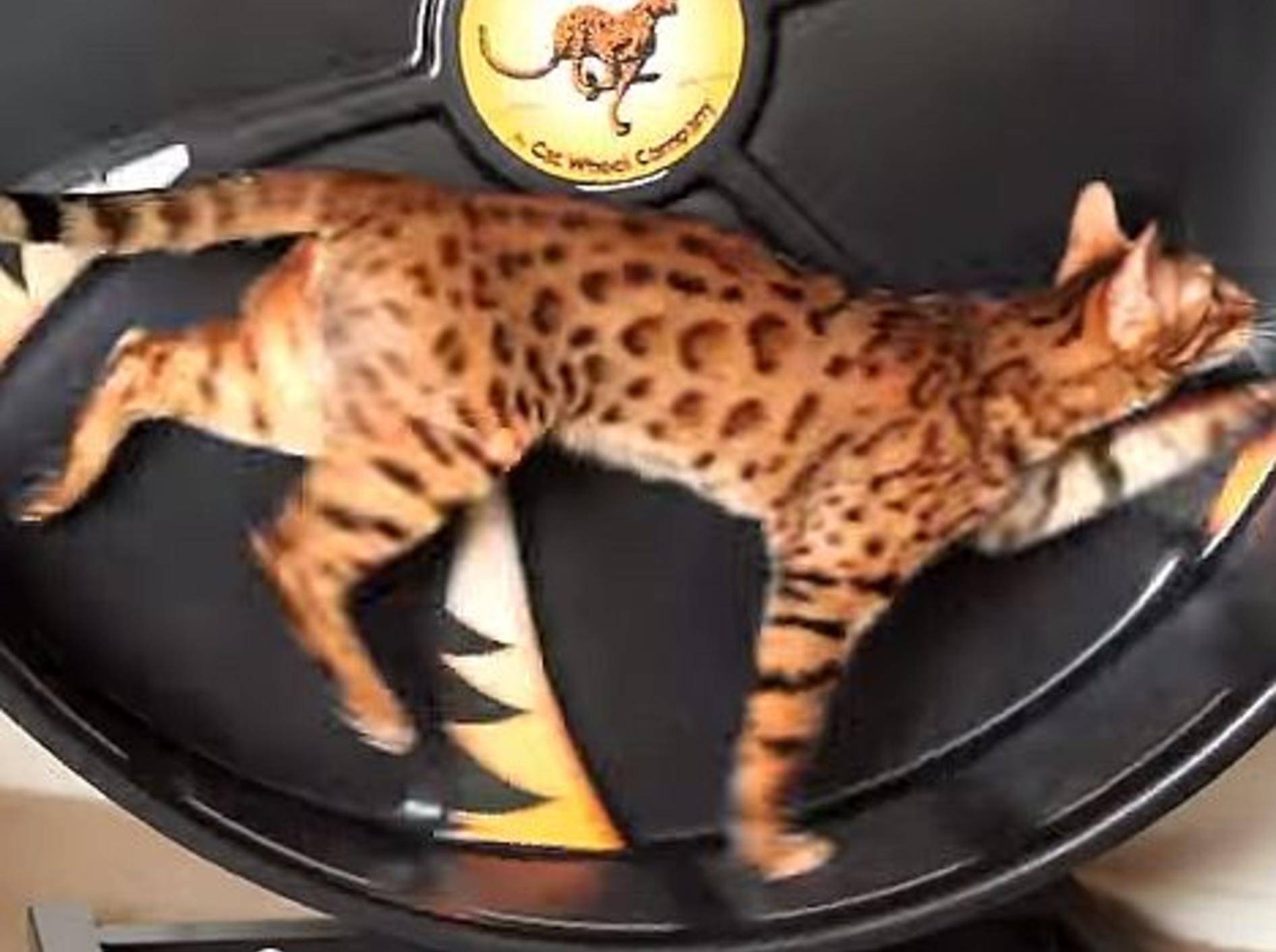 Bengal-Katzen testen ein Laufrad – Bild: Youtube / paragonpk
