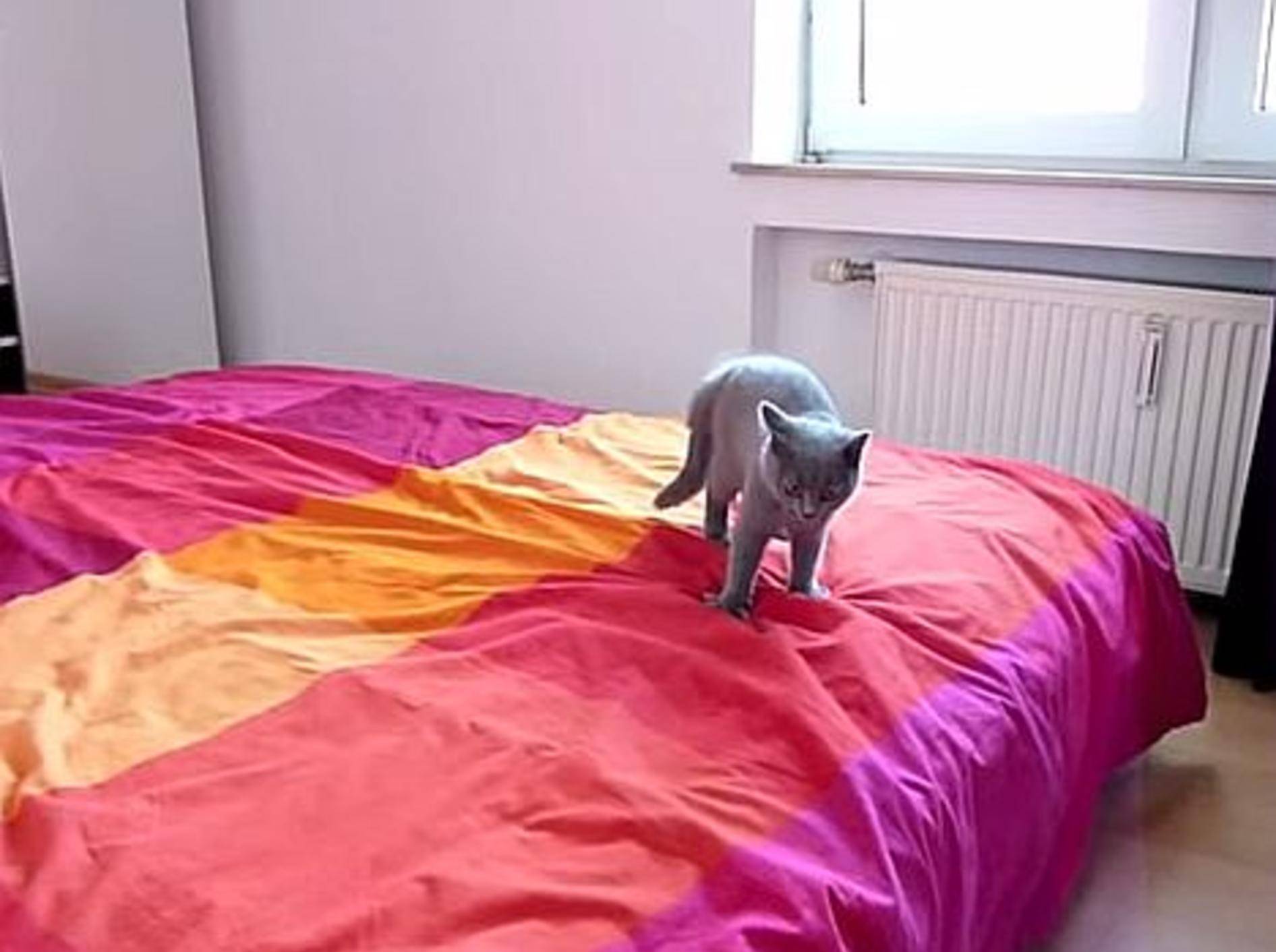 Katze präsentiert: Tobespaß auf frisch gemachtem Bett – Bild: Youtube / Rouven Kasten