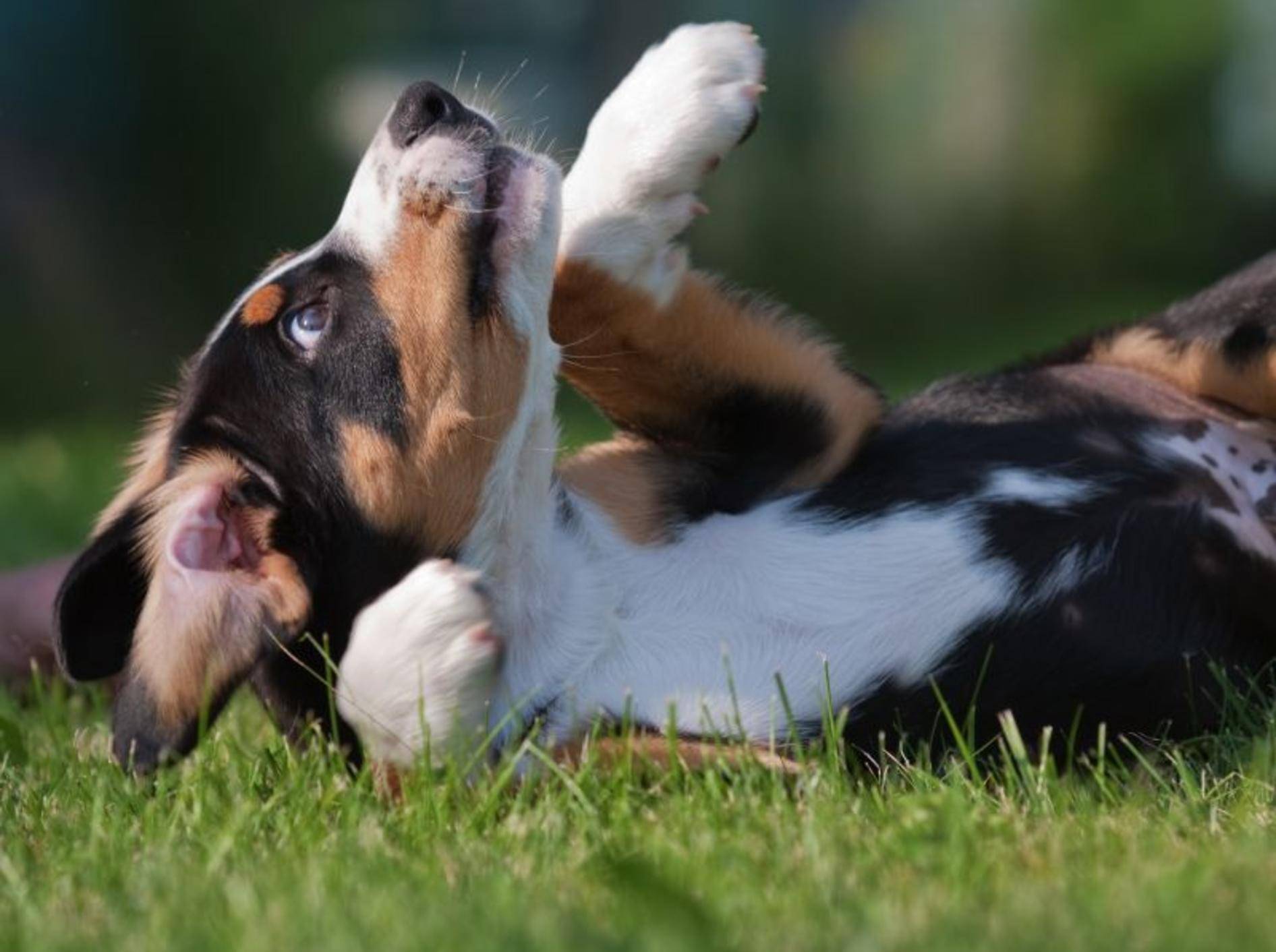 Der Entlebucher Sennenhund ist ein munterer, anhänglicher Hund – Bild: Shutterstock / Christian Mueller