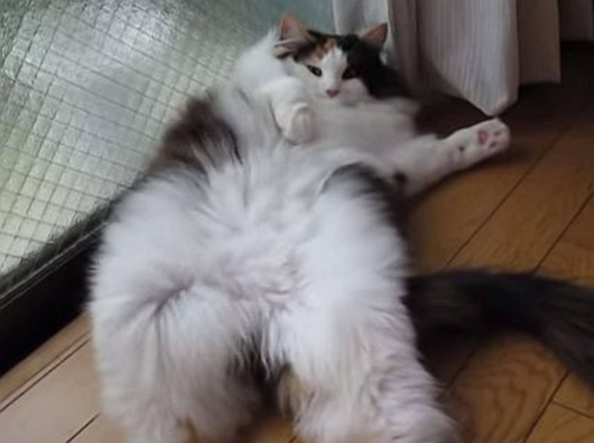Flauschige Katze: "Ich liiiebe den Ventilator!" – Bild: Youtube / PuchiNeko2