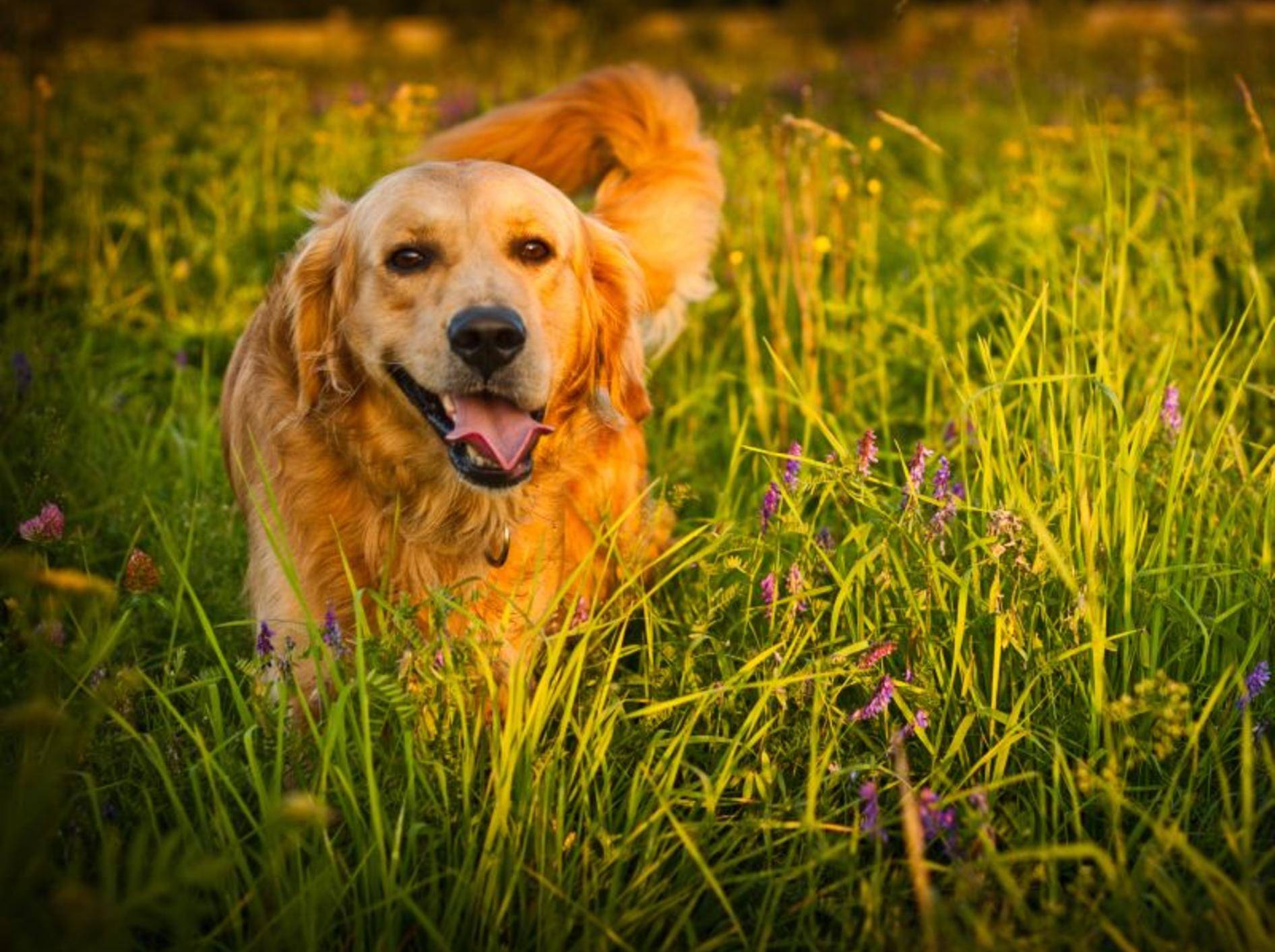 Der Golden Retriever liebt lange Spaziergänge – Bild: Shutterstock / jurra8