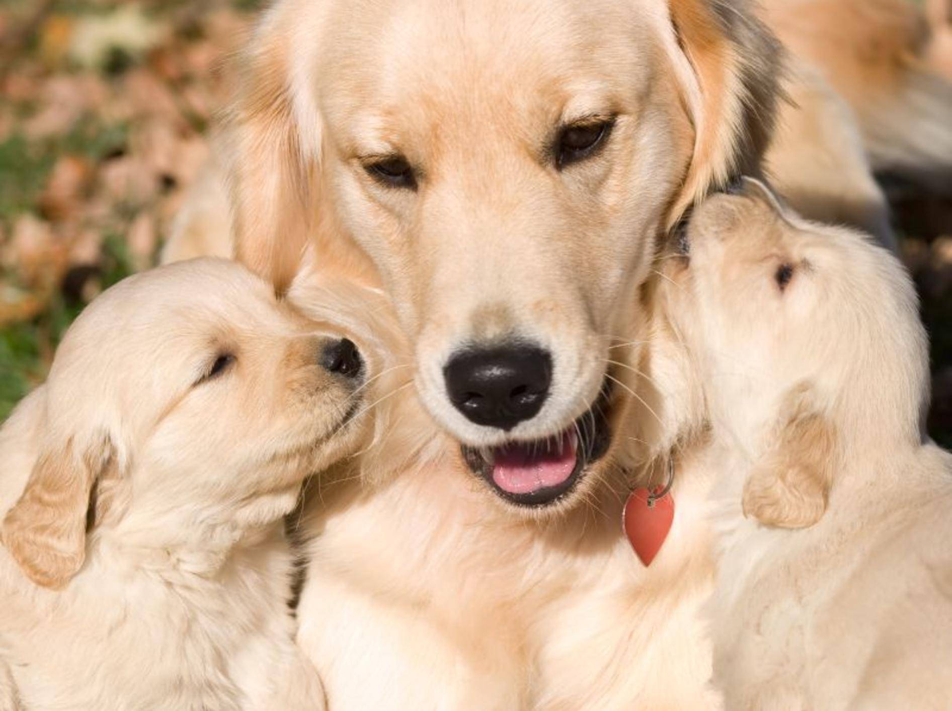 Der Golden Retriever Hund - GolDen Retiever Welpen Mit Mutter Shutterstock Vahamrick