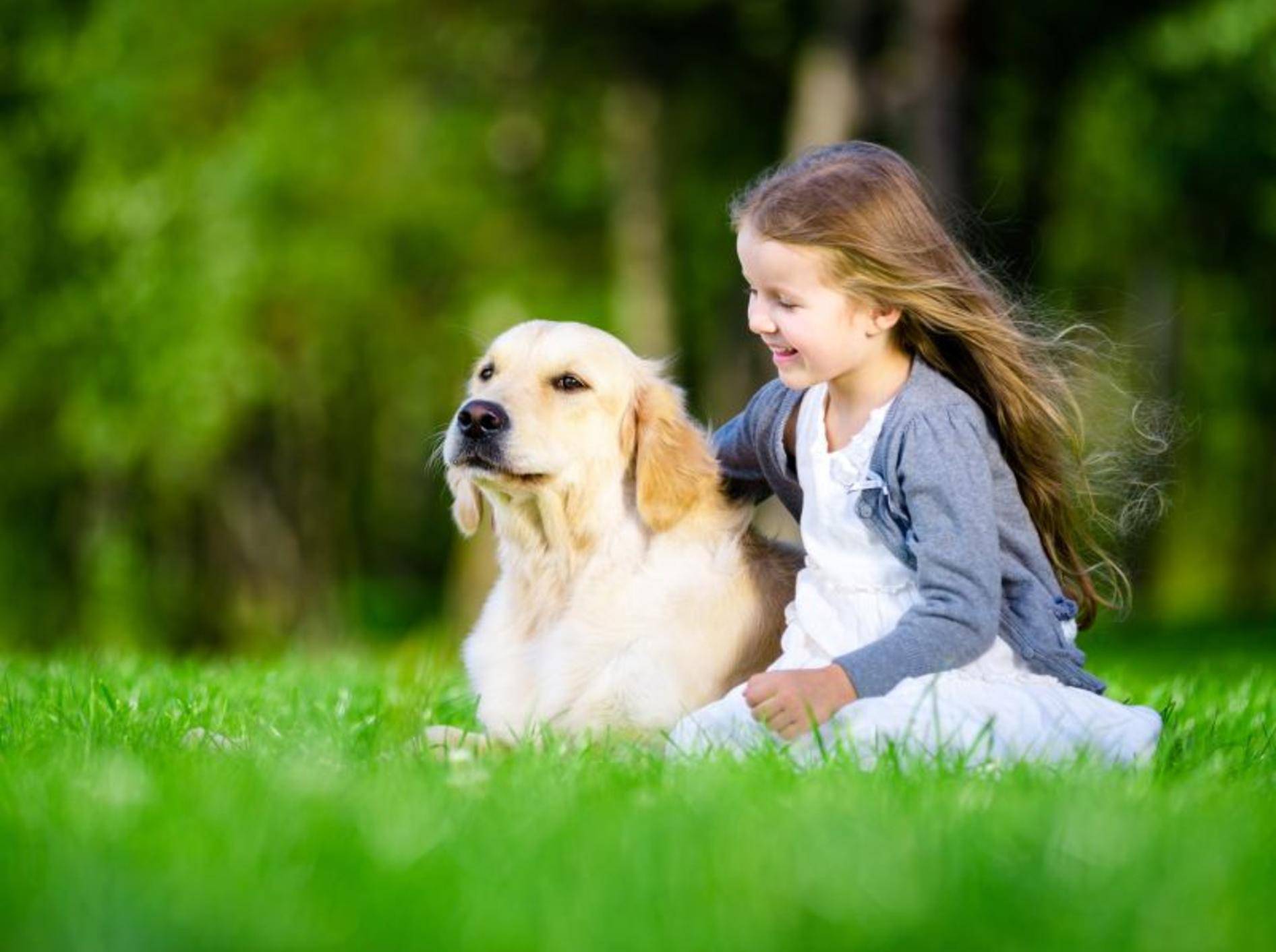 Der Golden Retriever ist ein sehr liebenswerter Familienhund – Bild: Shutterstock / Karramba Production