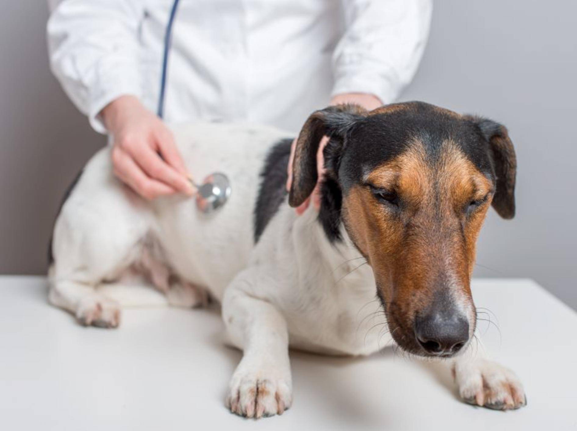 Wenn der Hund Fieber hat sollten die Ursachen zunächst beim Tierarzt abgeklärt werden – Bild: Shutterstock / llaszlo