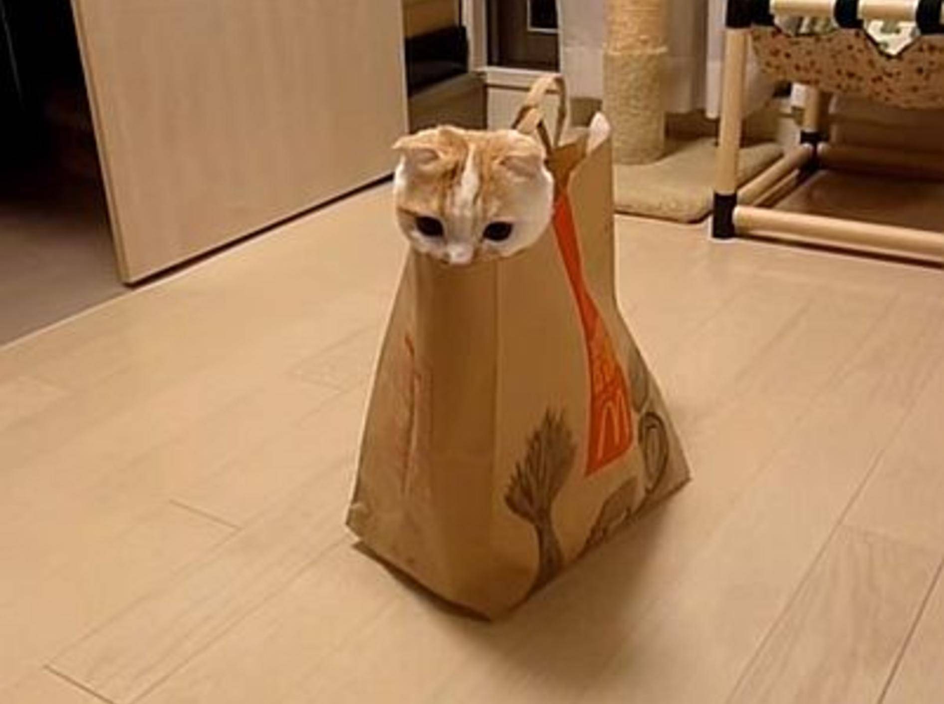 Süße Katze liebt ihr neues Versteck – Bild: Youtube / p00kke