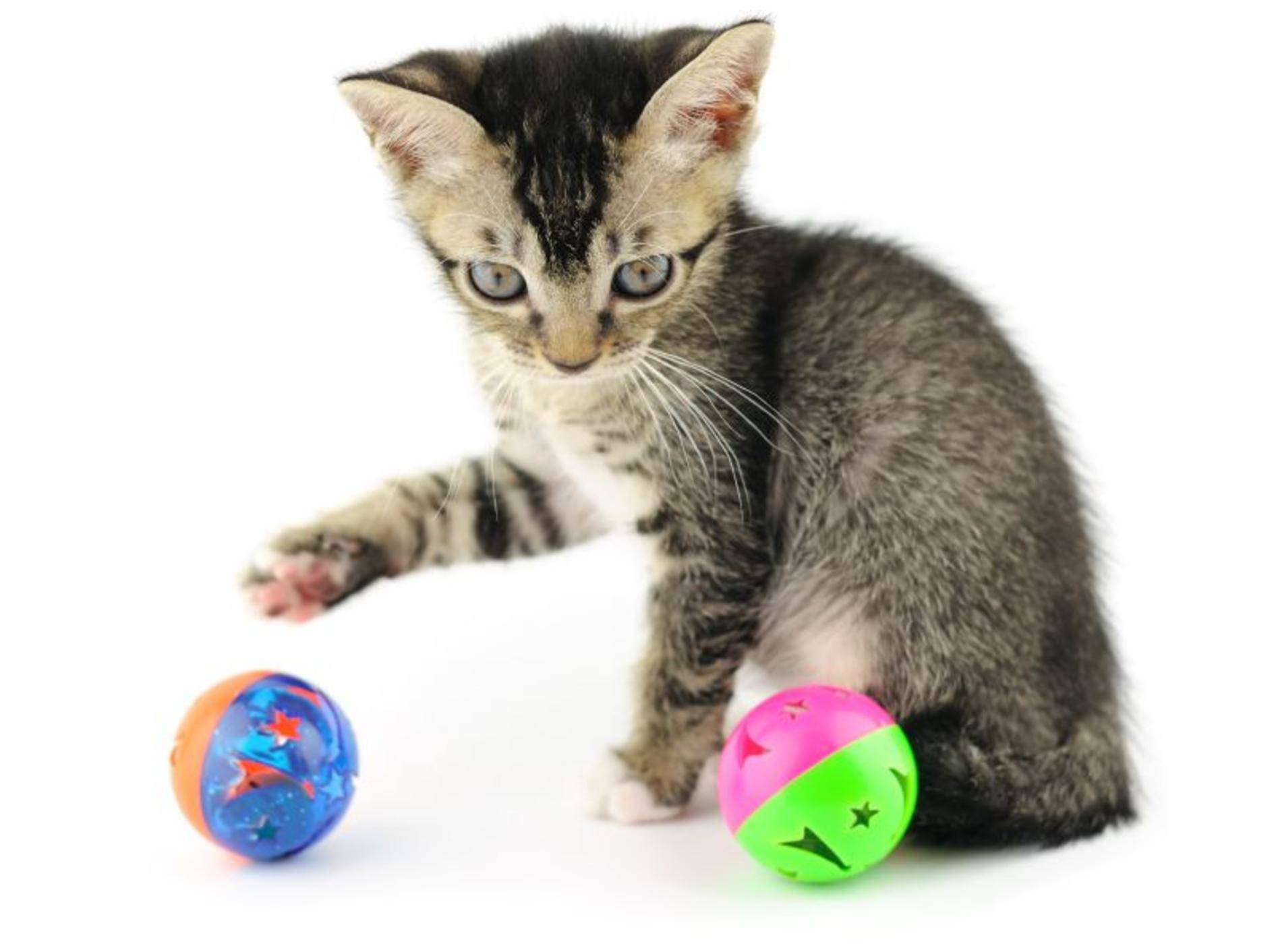 Katzenspielzeug zum Befüllen mit Snacks – Bild: Shutterstock / orman Chan