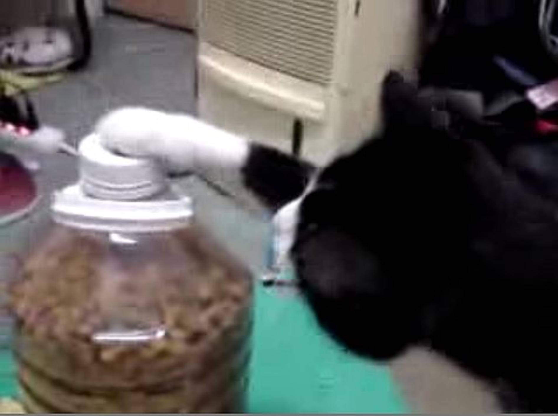 Schlaue Miez zeigt einen Katzentrick – Bild: Youtube / fixedincomepensioner