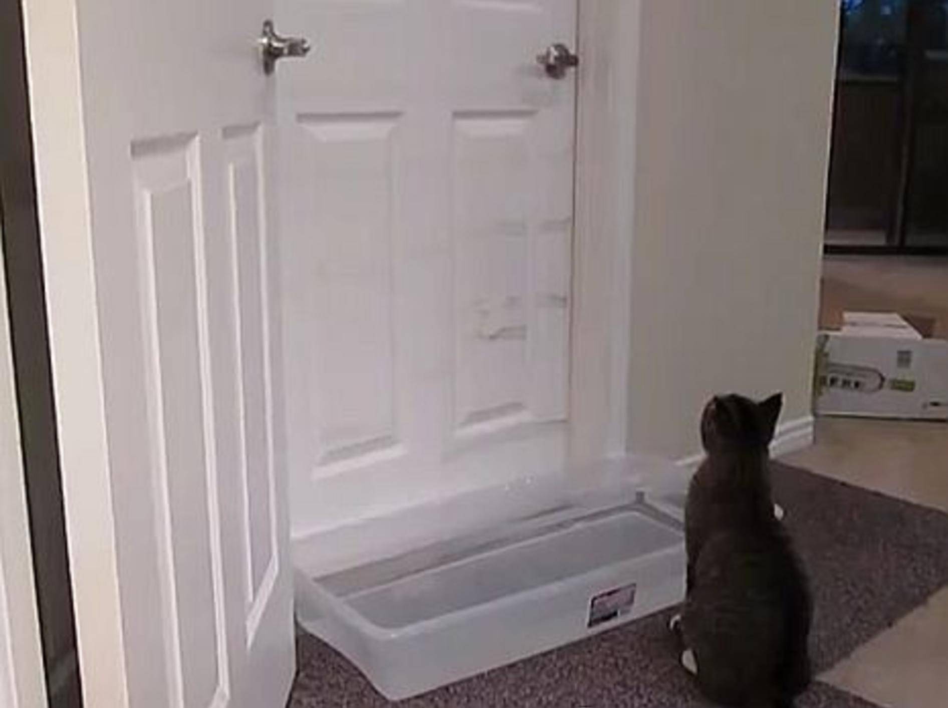 Vor dieser Katze ist keine Tür sicher! – Bild: Youtube / Kristian Svenson