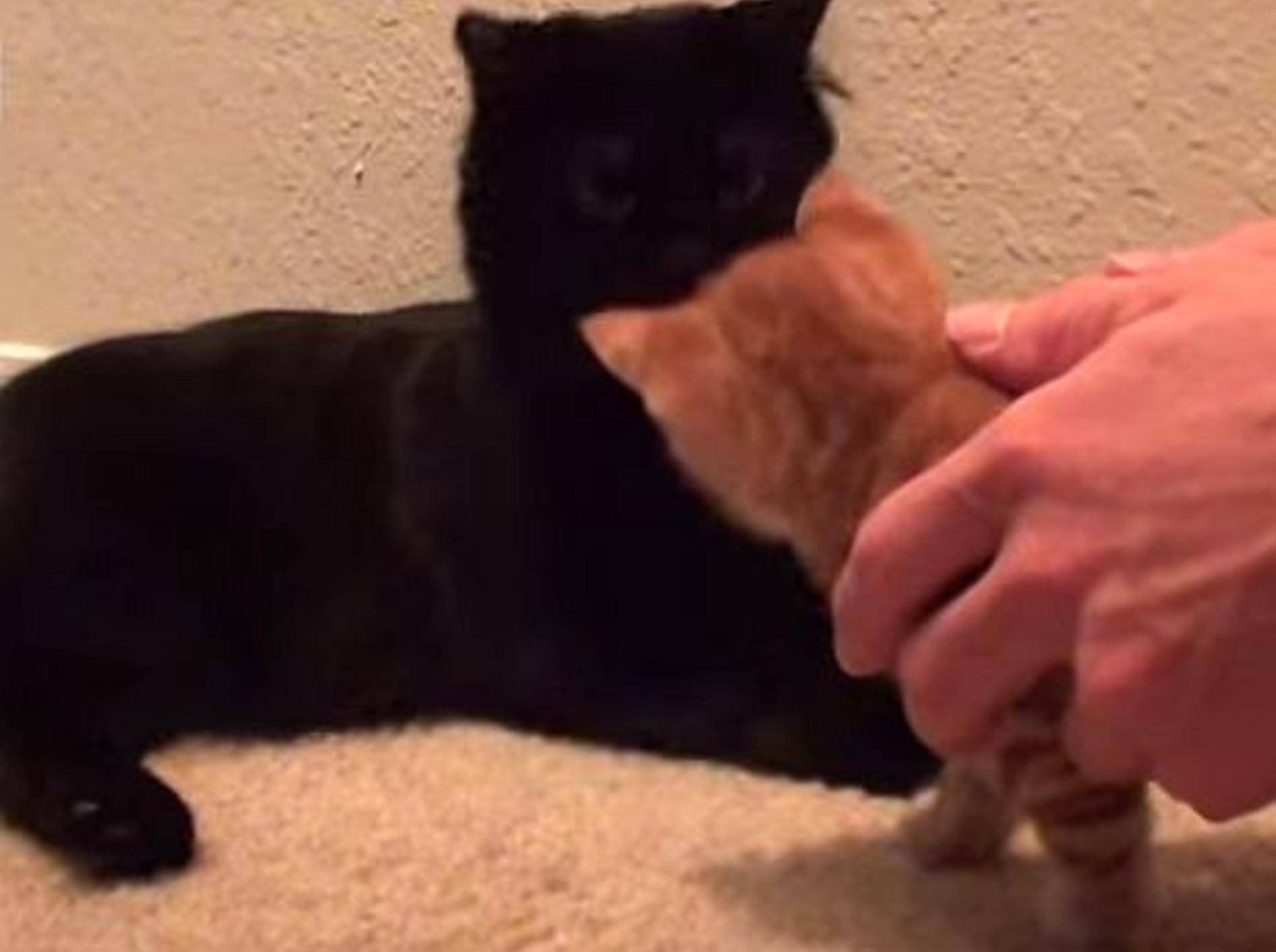 Videotipps: Katzenbaby an ältere Katze gewöhnen – Bild: Youtube / Cole theBlackCat