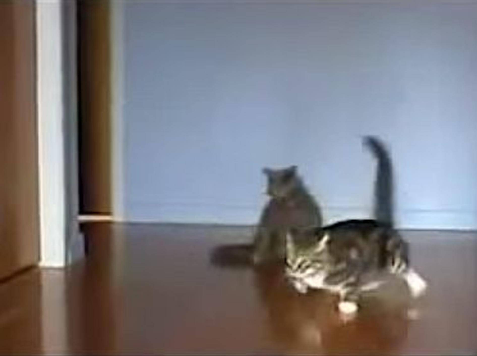 Katzen haben ihre fünf Minuten – Bild: Youtube / MarinaKitty91