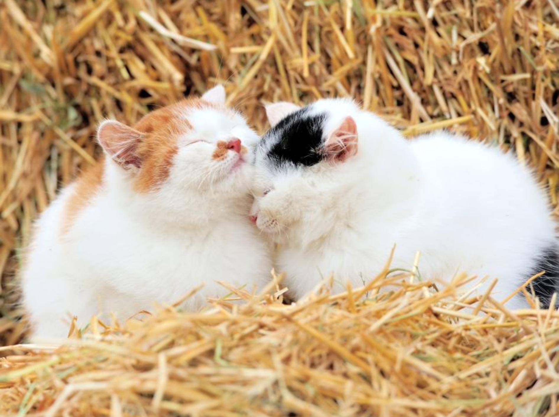 Flauschige Katzen: Im Stroh liegen, das ist schön! – Bild: Shutterstock / Volodymyr-Burdiak