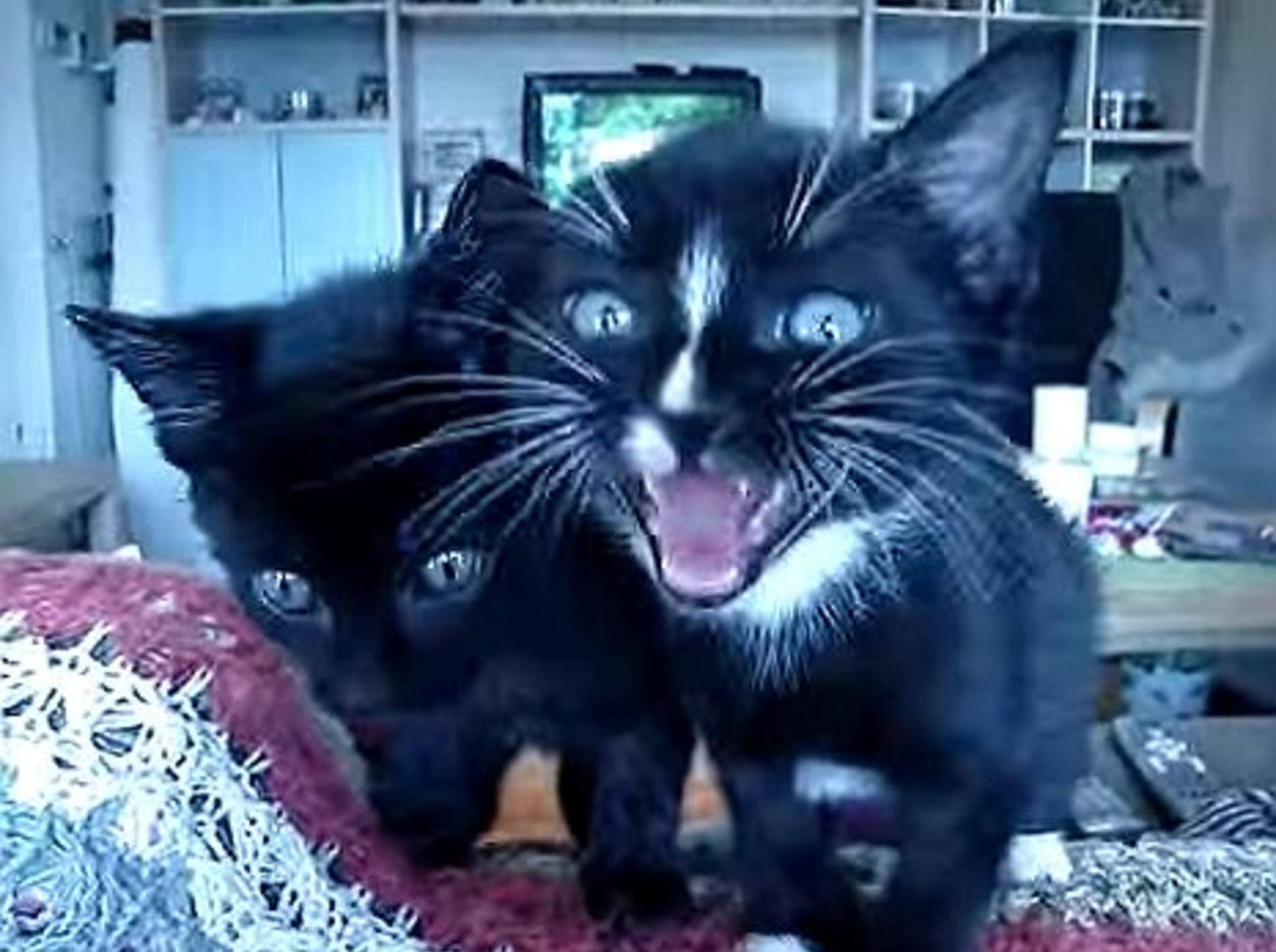 Zwei Findelkatzen maunzen um die Wette – Bild: Youtube