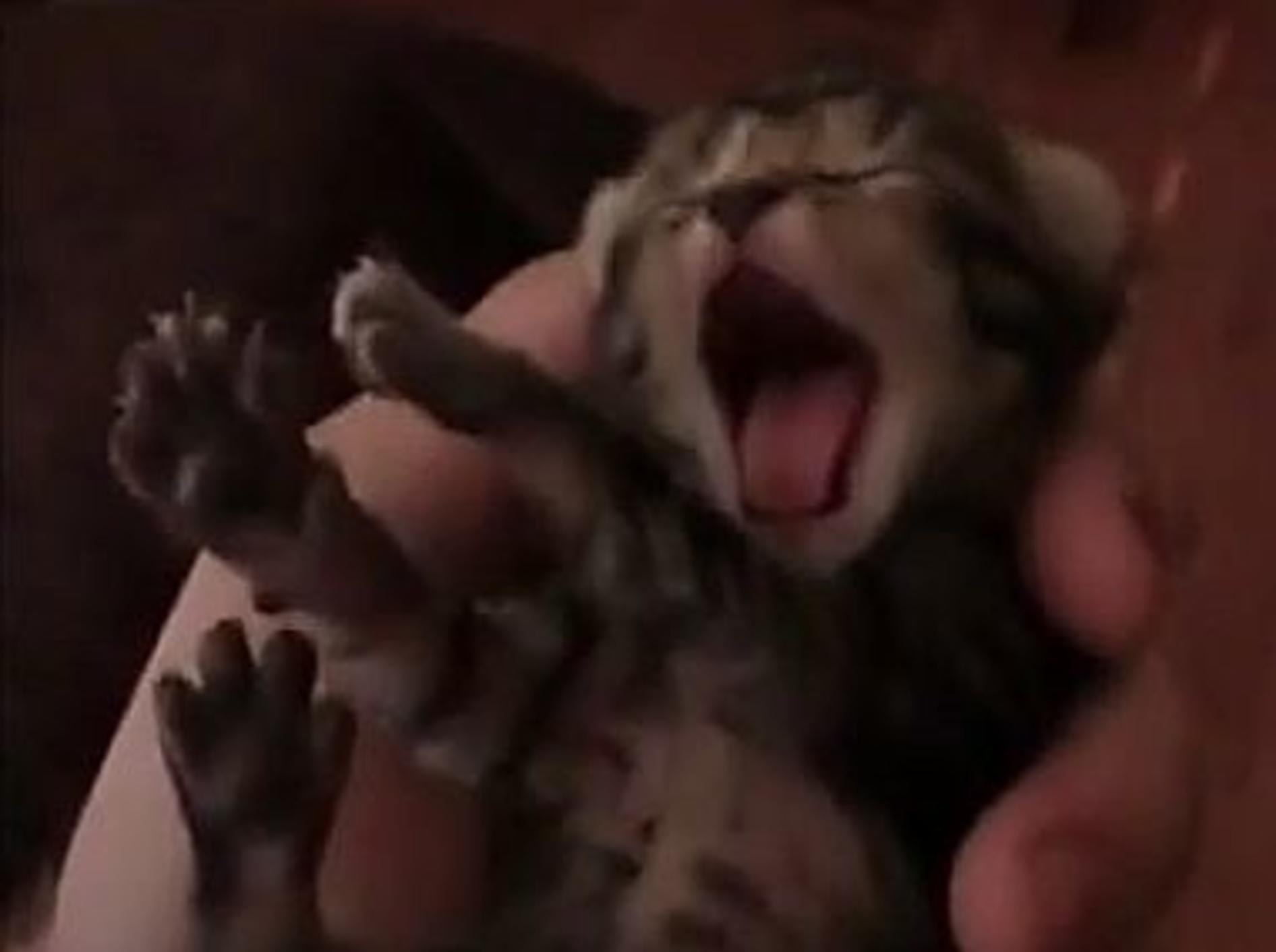 Eine Handvoll müdes kleines Katzenbaby – Bild: Youtube / N3OS3R