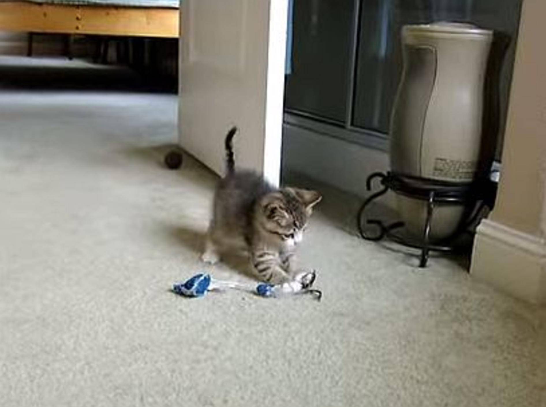 Einfach süß: Spielspaß mit dem blinden Kätzchen Quirky – Bild: Youtube / vgiannangelo
