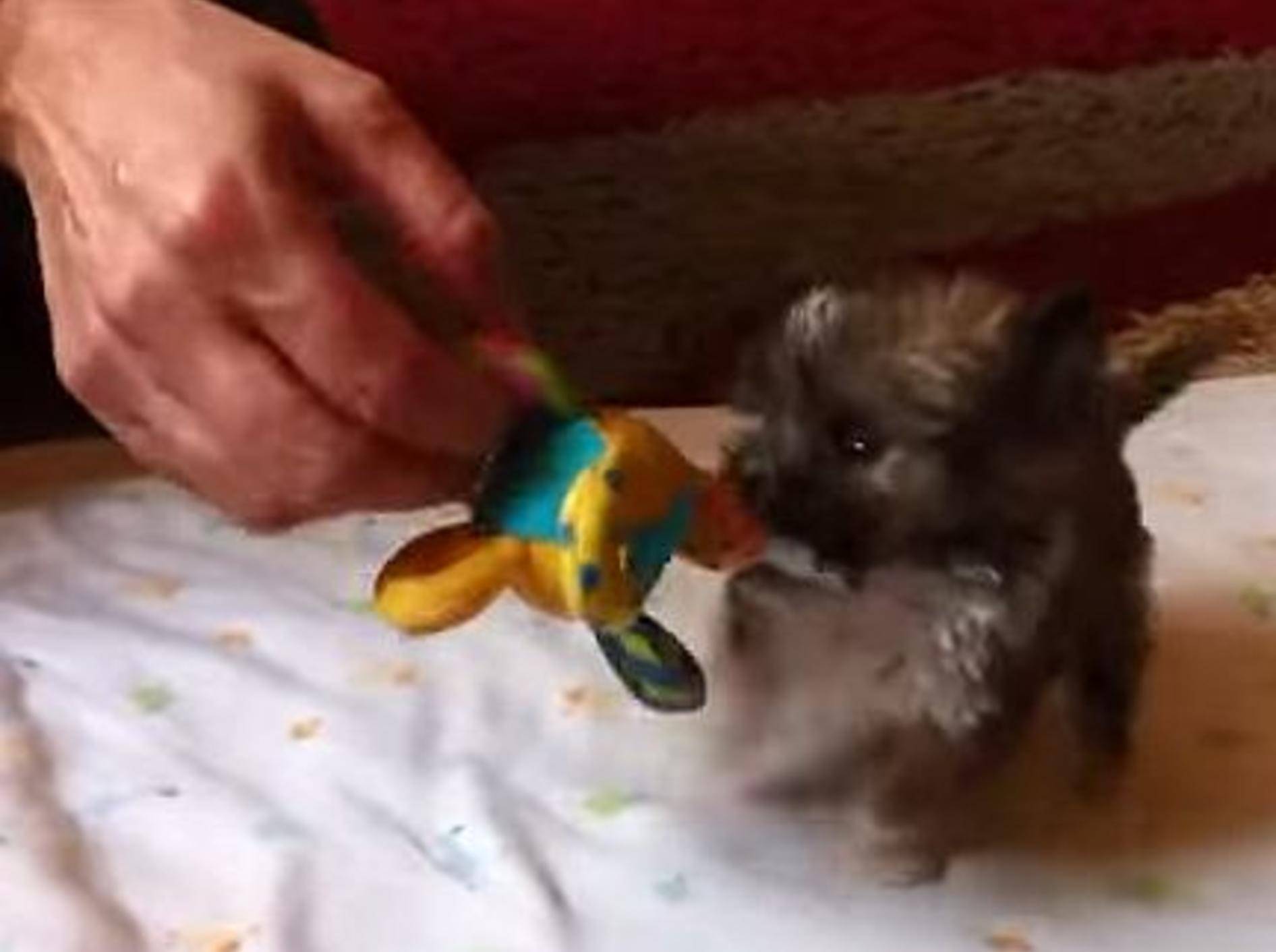 Kleinster Hund von Großbritannien? – Bild: Youtube / SWNS TV