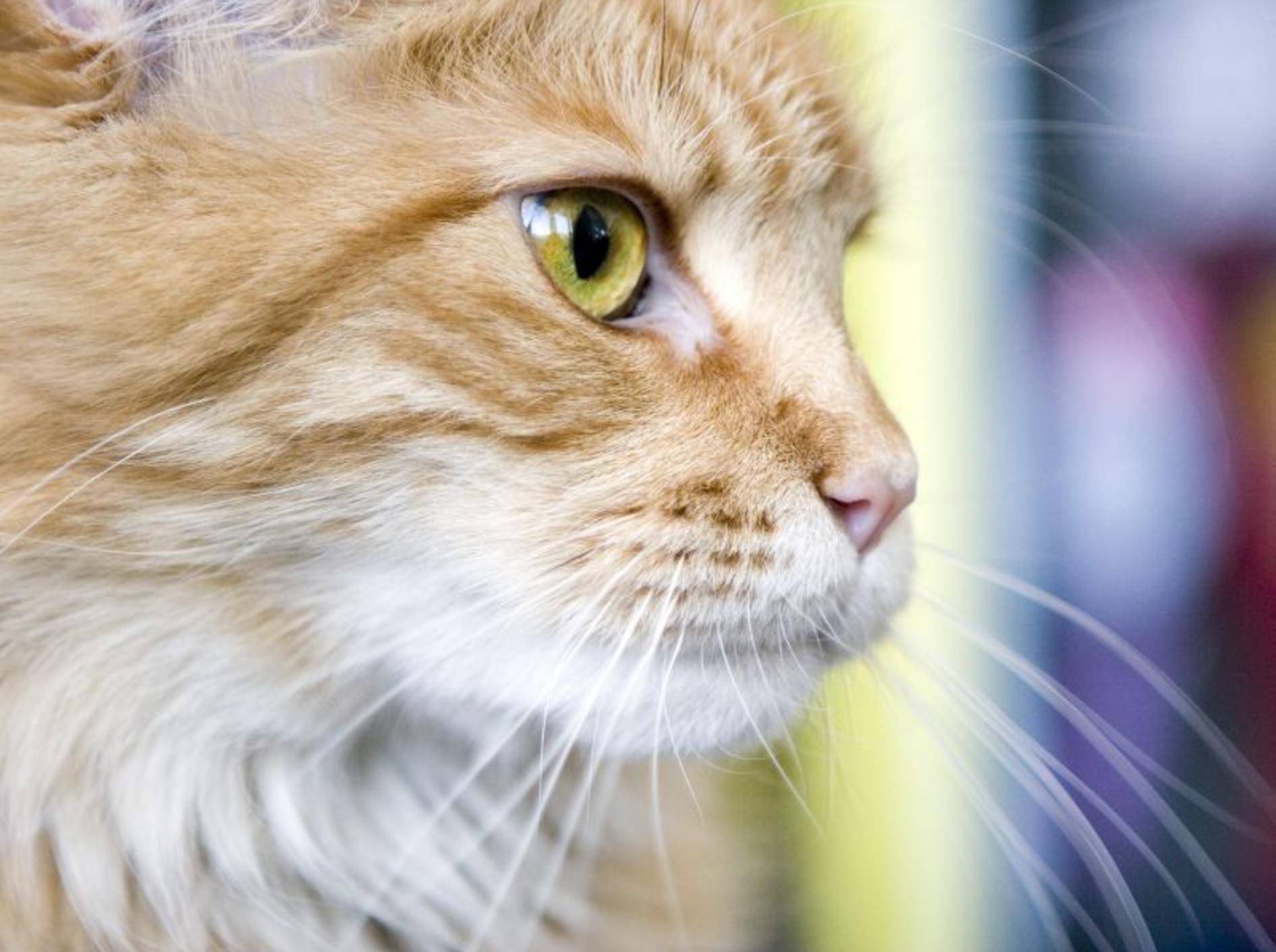 Schön und besonders: Die Maine-Coon-Katze – Bild: Shutterstock / Julia Pivovarova