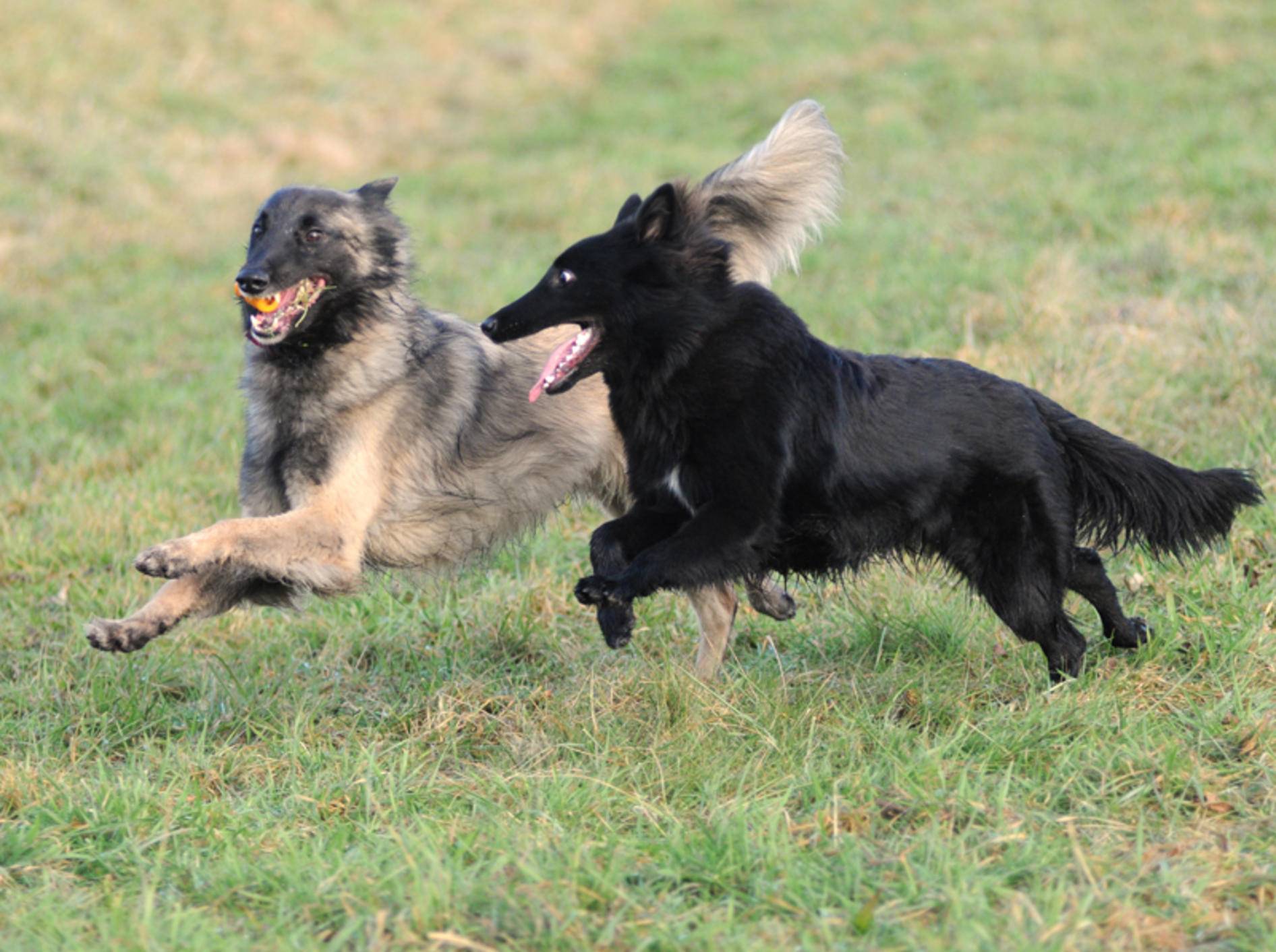 Tervueren und Groenendael, zwei Typen des Belgischen Schäferhunds – Bild: Shutterstock / Rolf Klebsattel