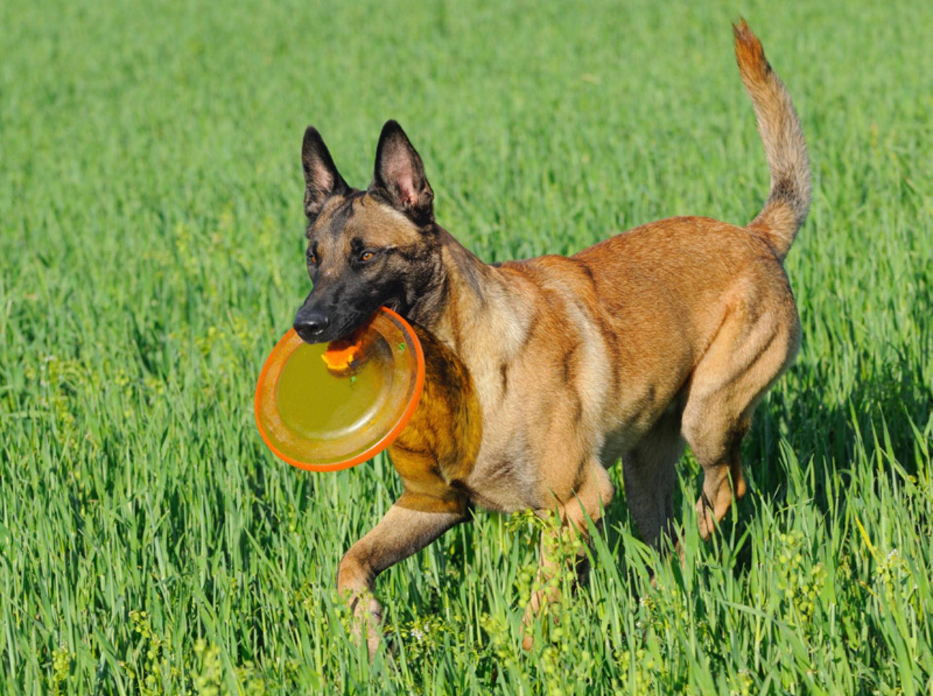 Ein intelligenter und liebevoller Arbeitshund, das beschreibt das Wesen des Belgischen Schäferhunds sehr treffend – Bild: Shutterstock / AnetaPics