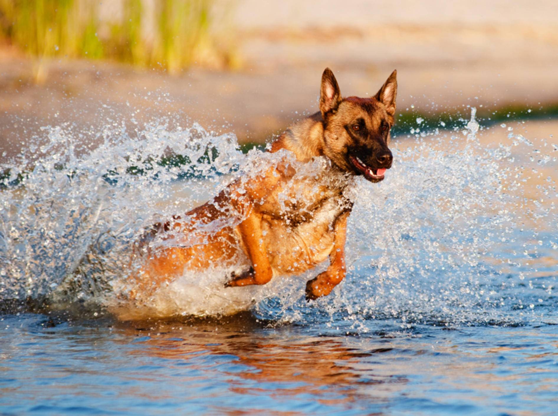 Aktiv und temperamentvoll: So sind Belgische Schäferhunde – Bild: Shutterstock / otsphoto
