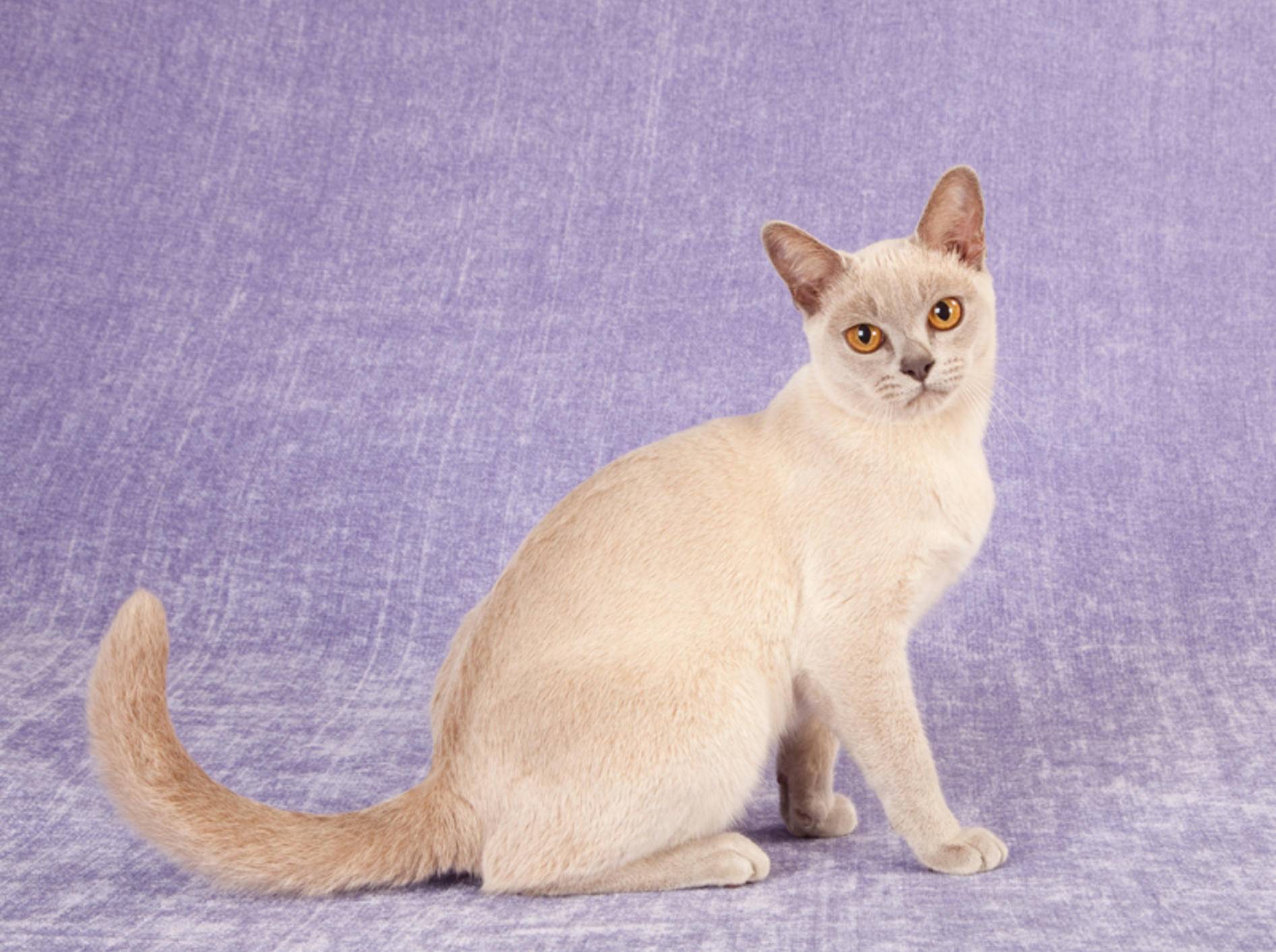 Das Wesen der Burma-Katze ist dem der Siam durchaus ähnlich – Bild: Shutterstock / Linn Currie