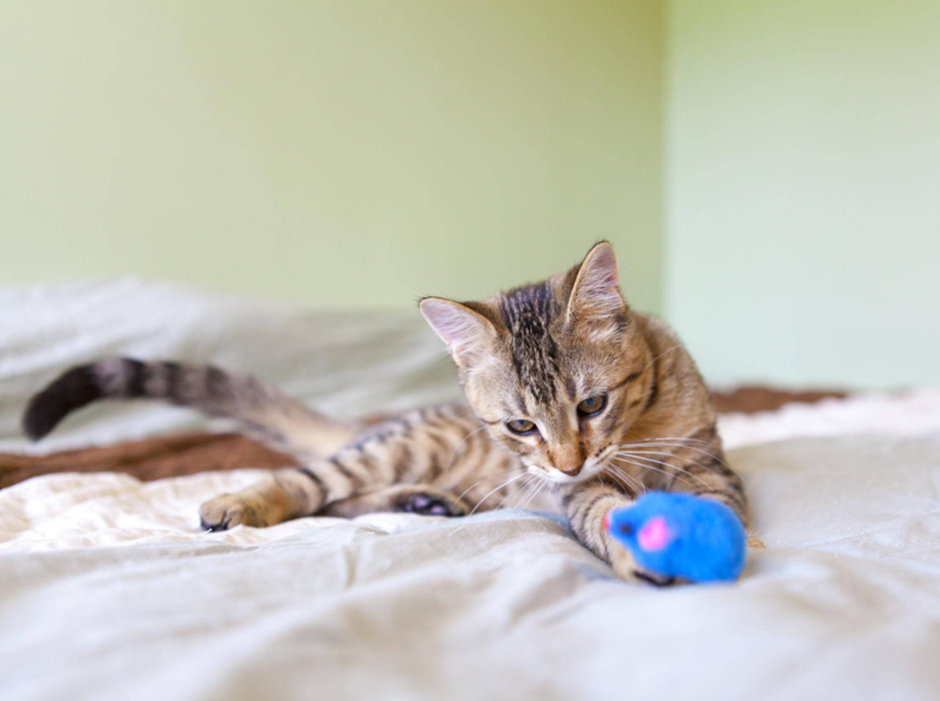 Mit diesen Tipps sorgen Sie für Abwechslung und Spielspaß bei Ihrer Katze – Bild: Shutterstock / MaxyM
