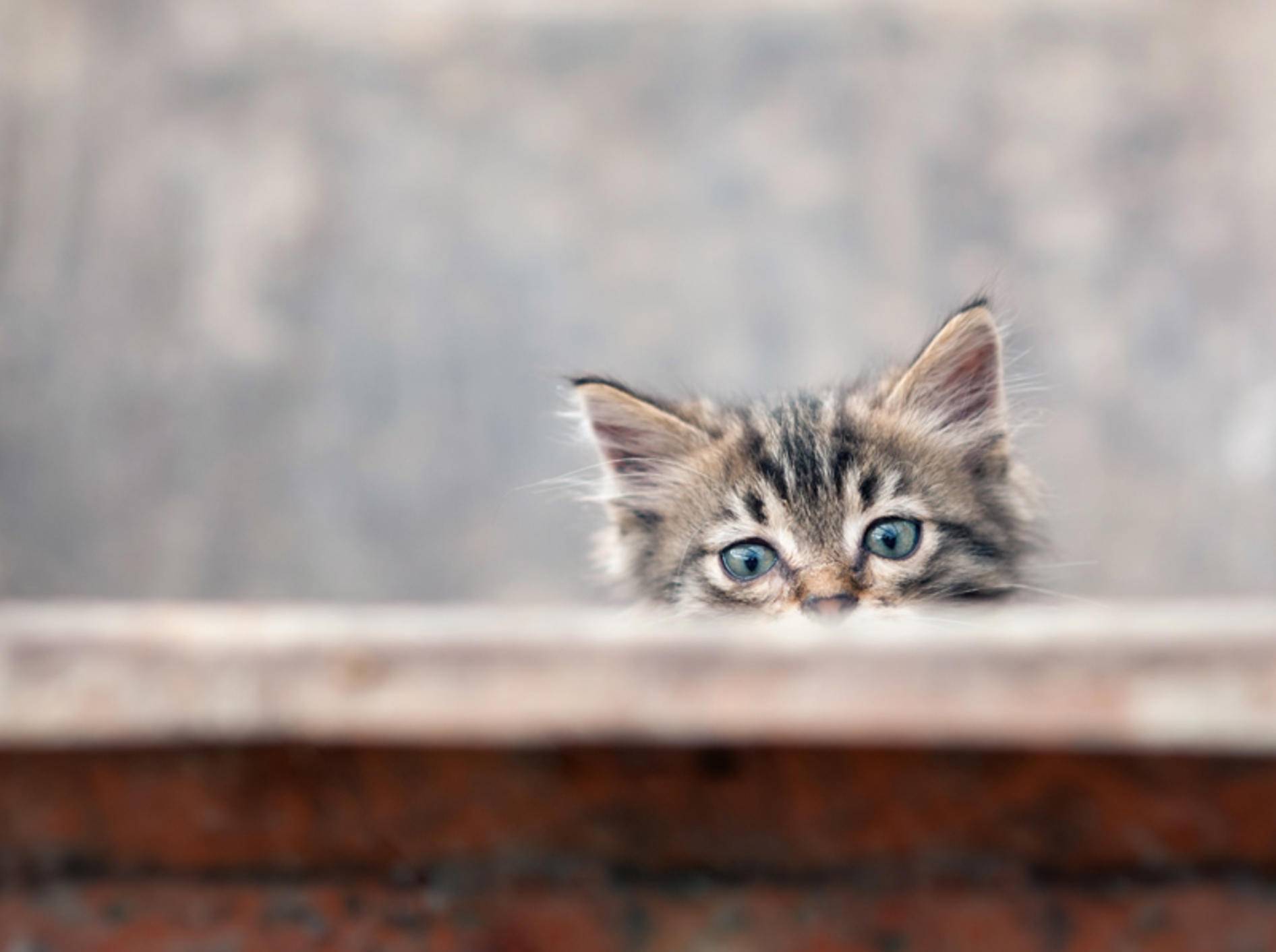 Ein wenig skeptisch wirkt das süße Kitten noch – Bild: Shutterstock / -pio3