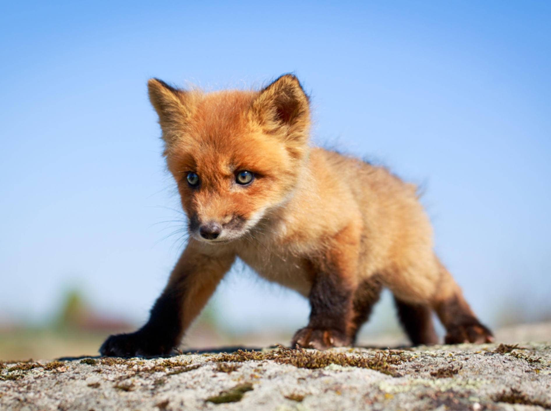 So tapsig sind Rotfüchse als Welpen – Bild: Shutterstock / DragoNika