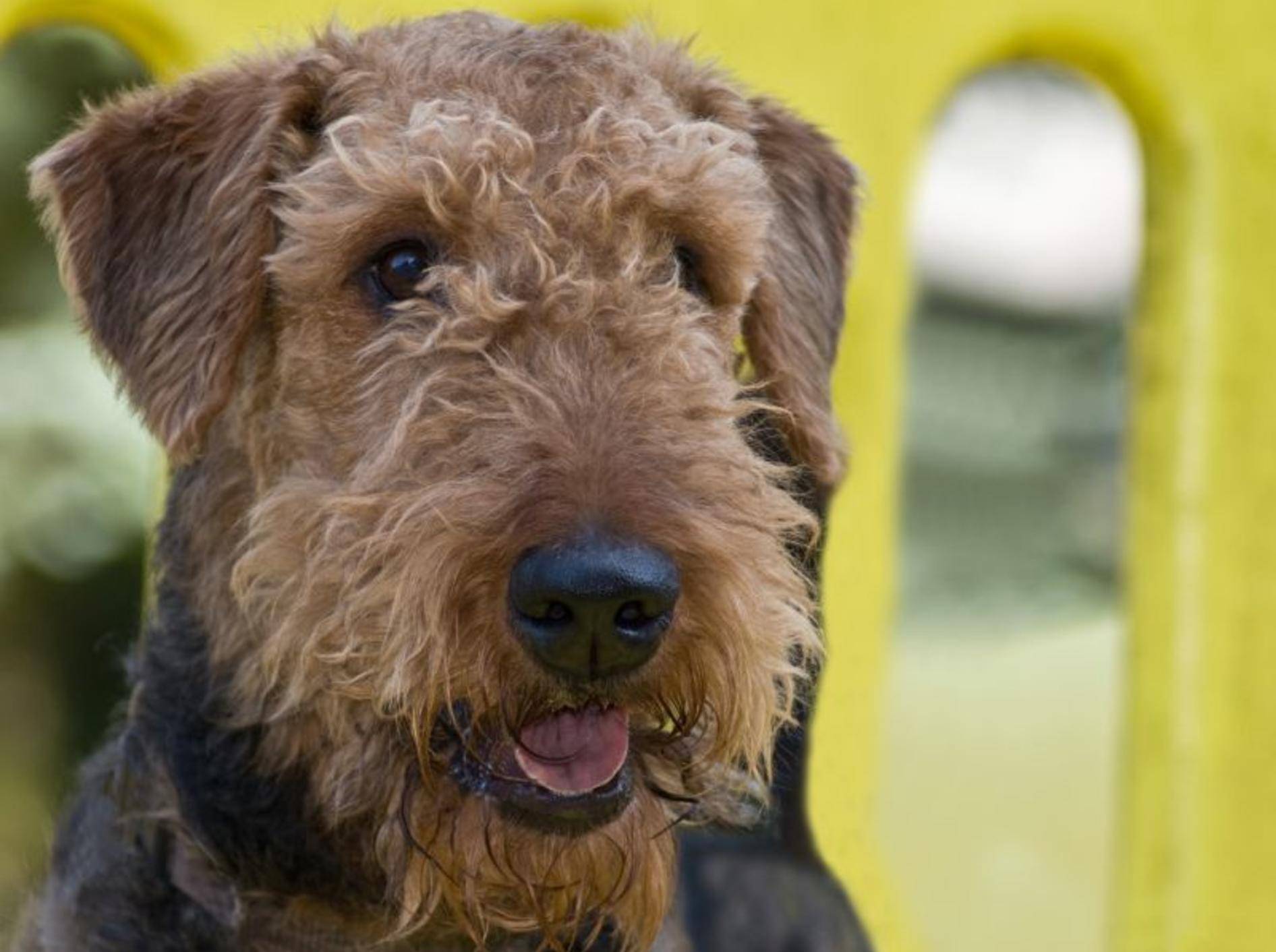 Ein lebhaftes Kerlchen: Der Airedale Terrier – Bild: Shutterstock / Gina Callaway