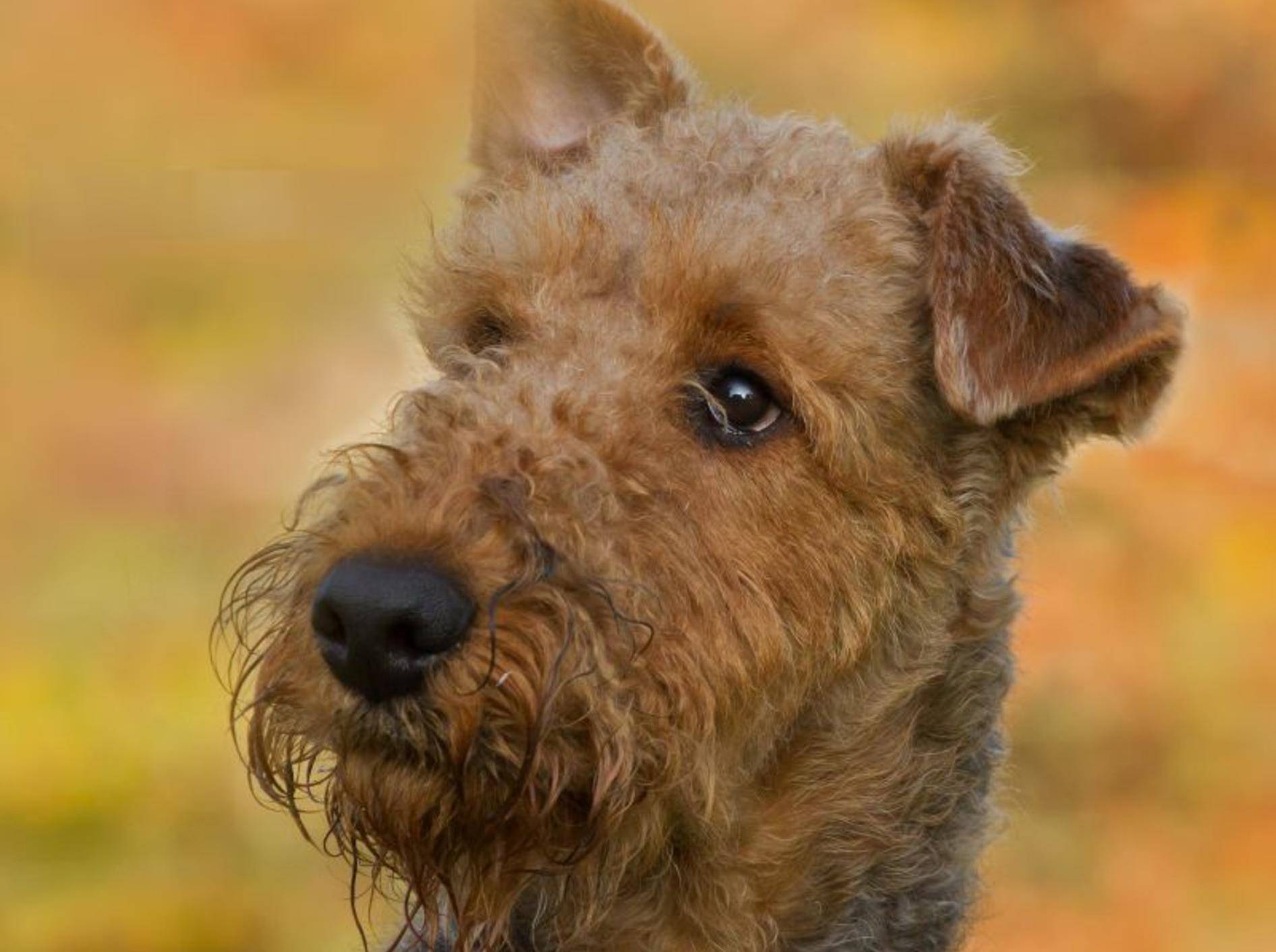 Der Airedale Terrier ist kein Fan von Langeweile – Bild: Shutterstock / Burry van den Brink