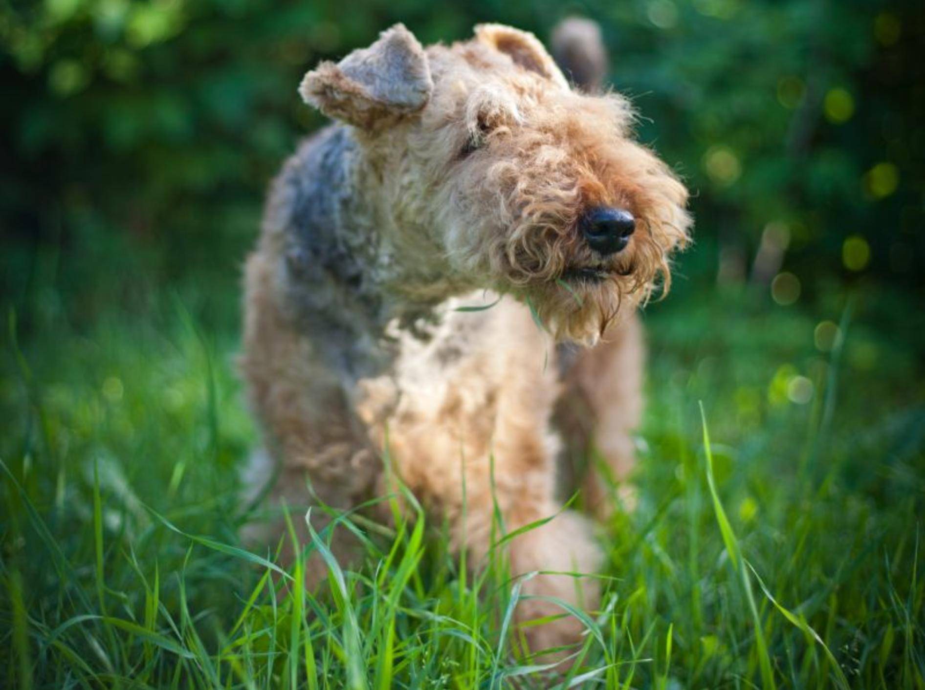Der Airedale Terrier gehört einer britischen Hunderasse an – Bild: Shutterstock / dezi