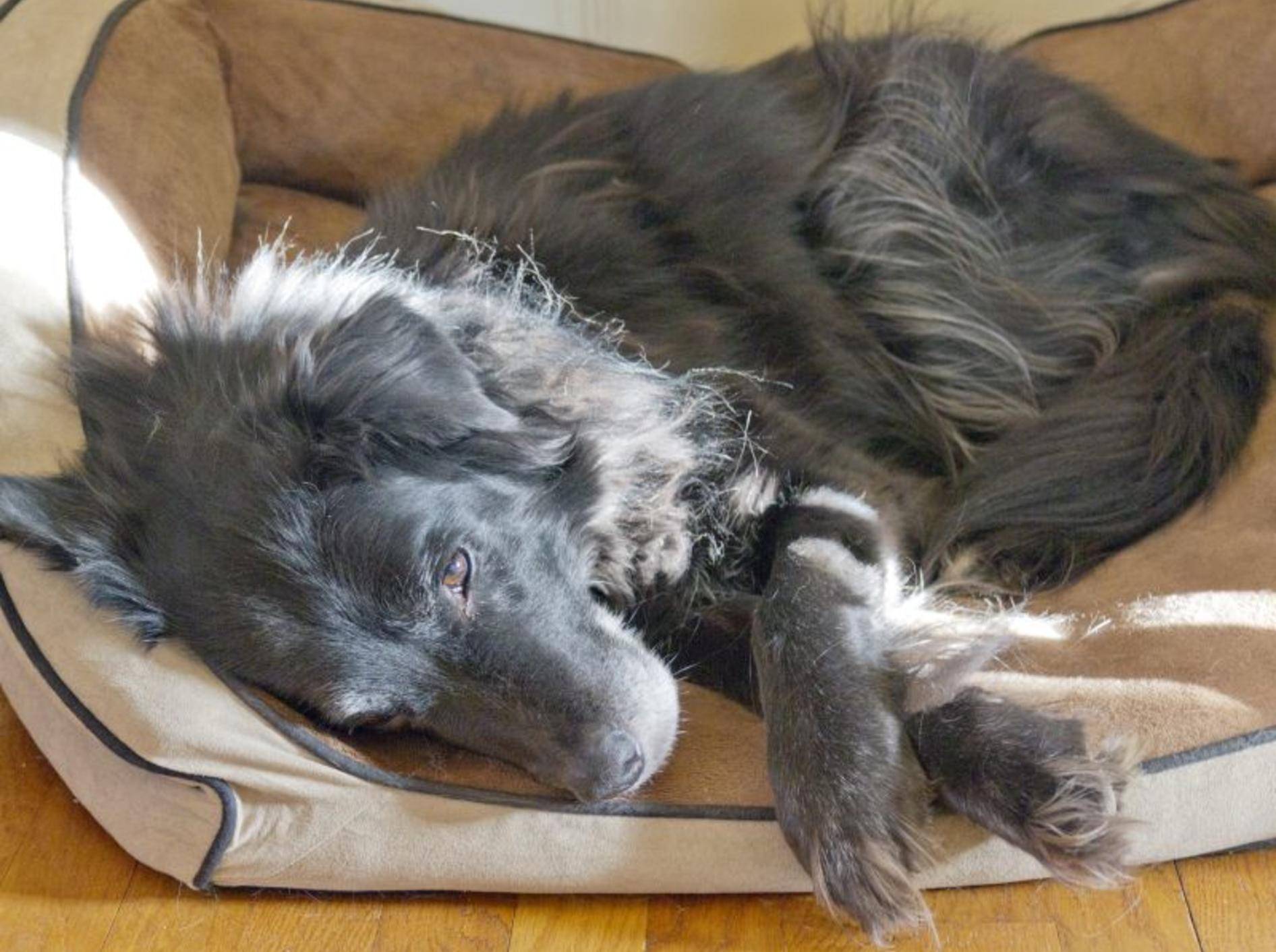 Spondylosen können sehr schmerzhaft für den Hund sein – Bild: Shutterstock / J. Bicking