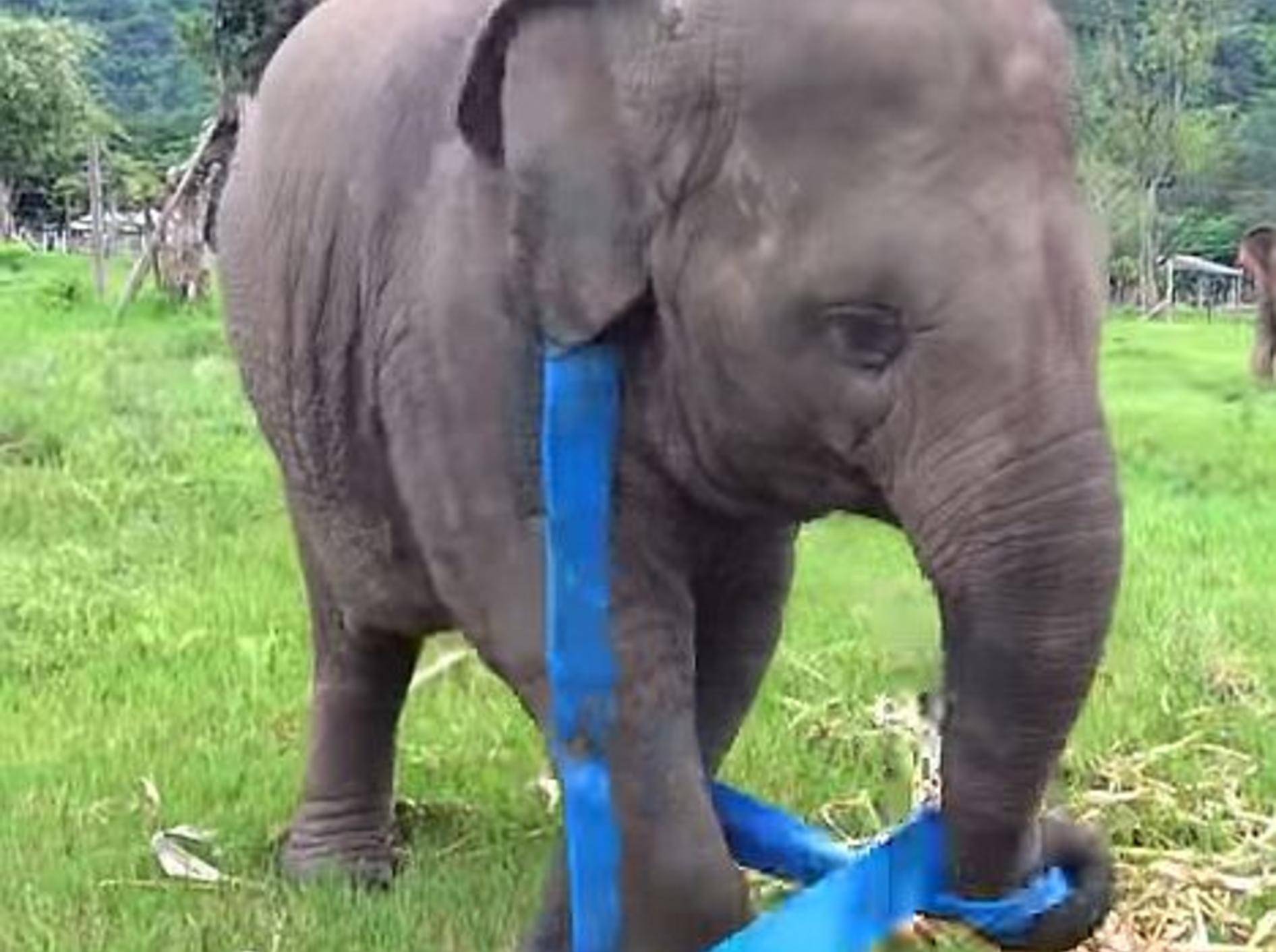 Niedlicher Baby-Elefant: Spielen macht Spaß!!! – Bild: Youtube / elephantnews
