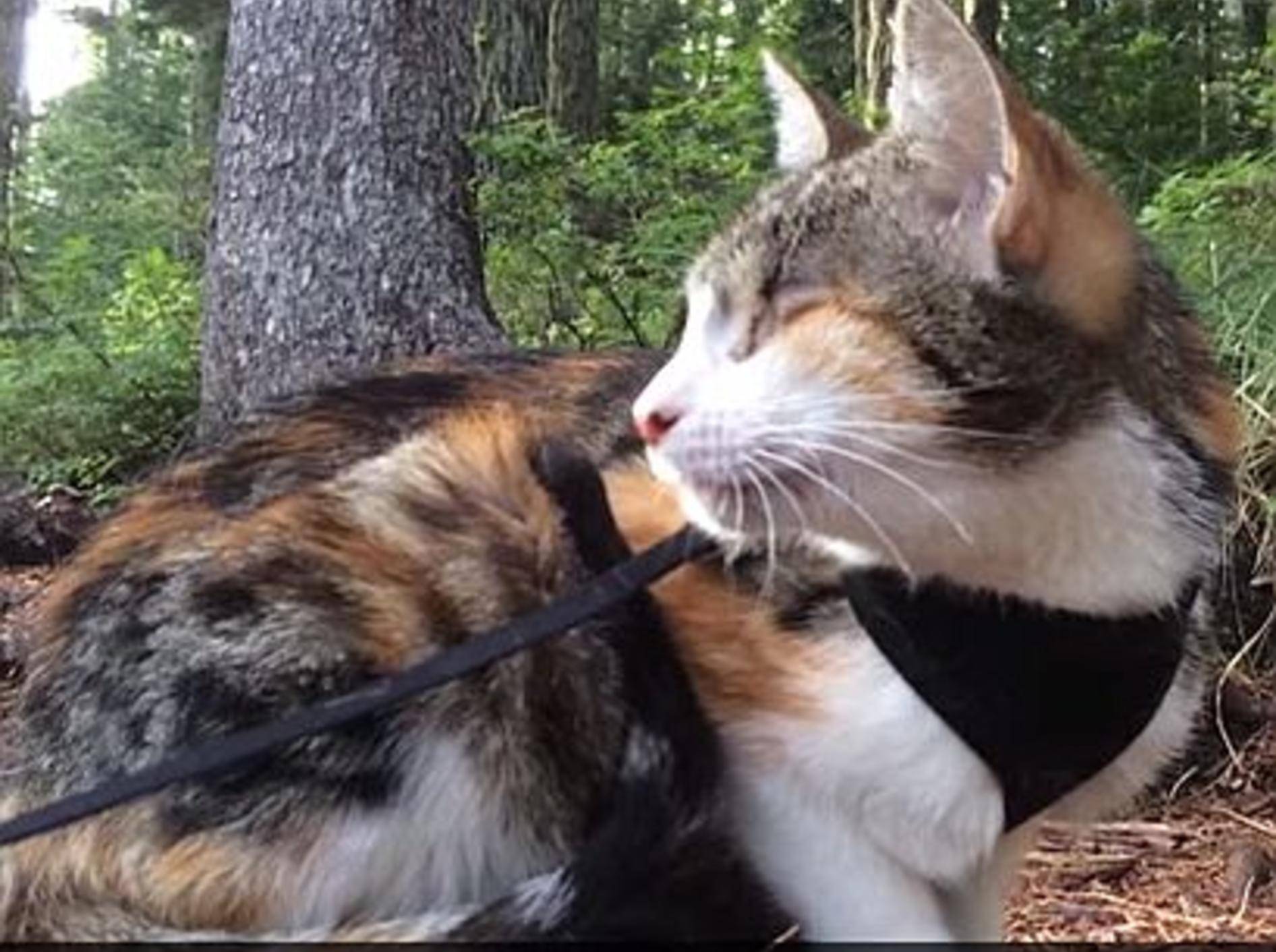 Waldspaziergang mit der blinden Katze Honey Bee – Bild: Youtube / Honey Bee: Blind Cat from Fiji
