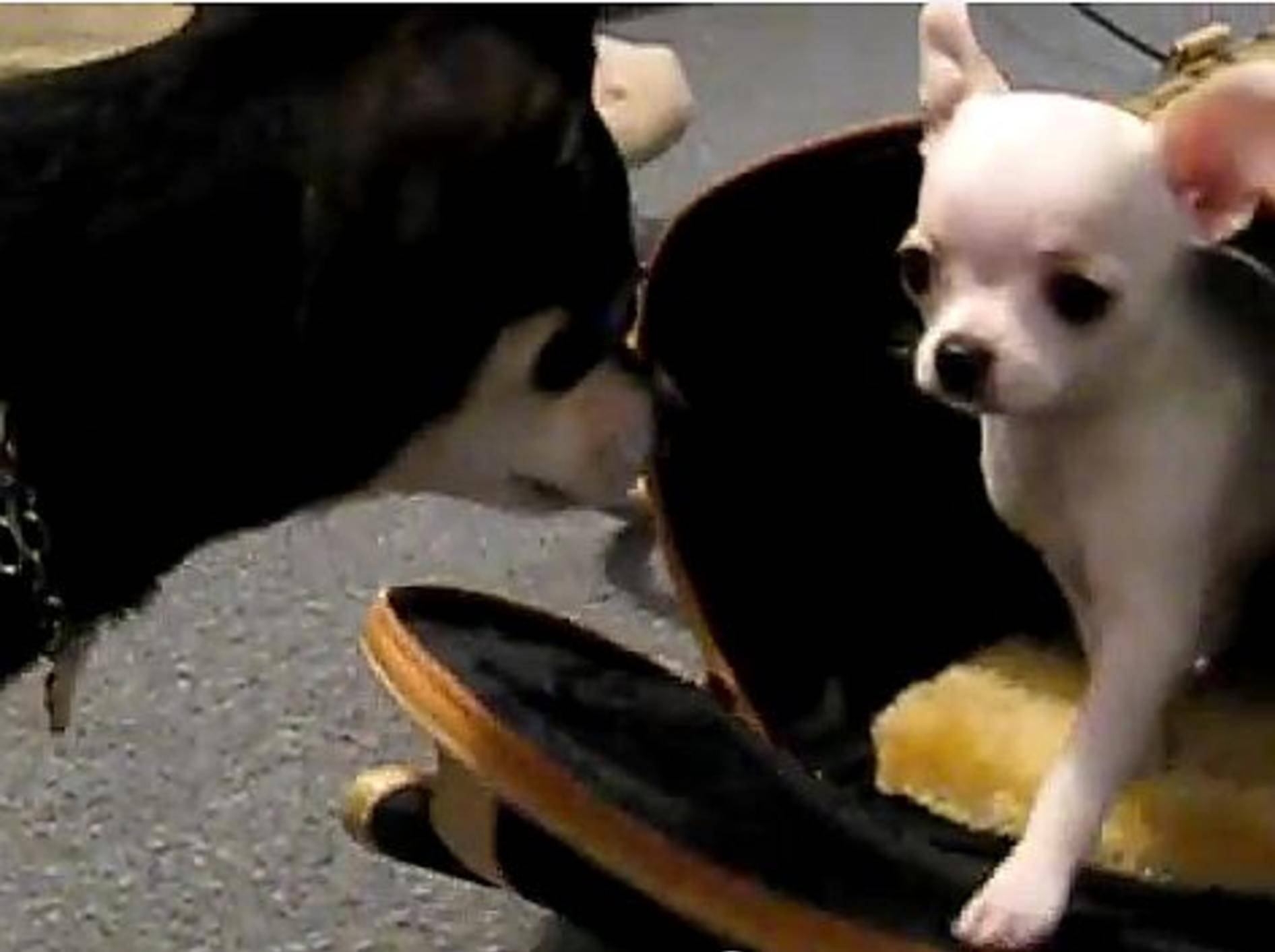 Chihuahua-Welpe: Erster Tag im neuen Zuhause – Bild: Youtube / Amo