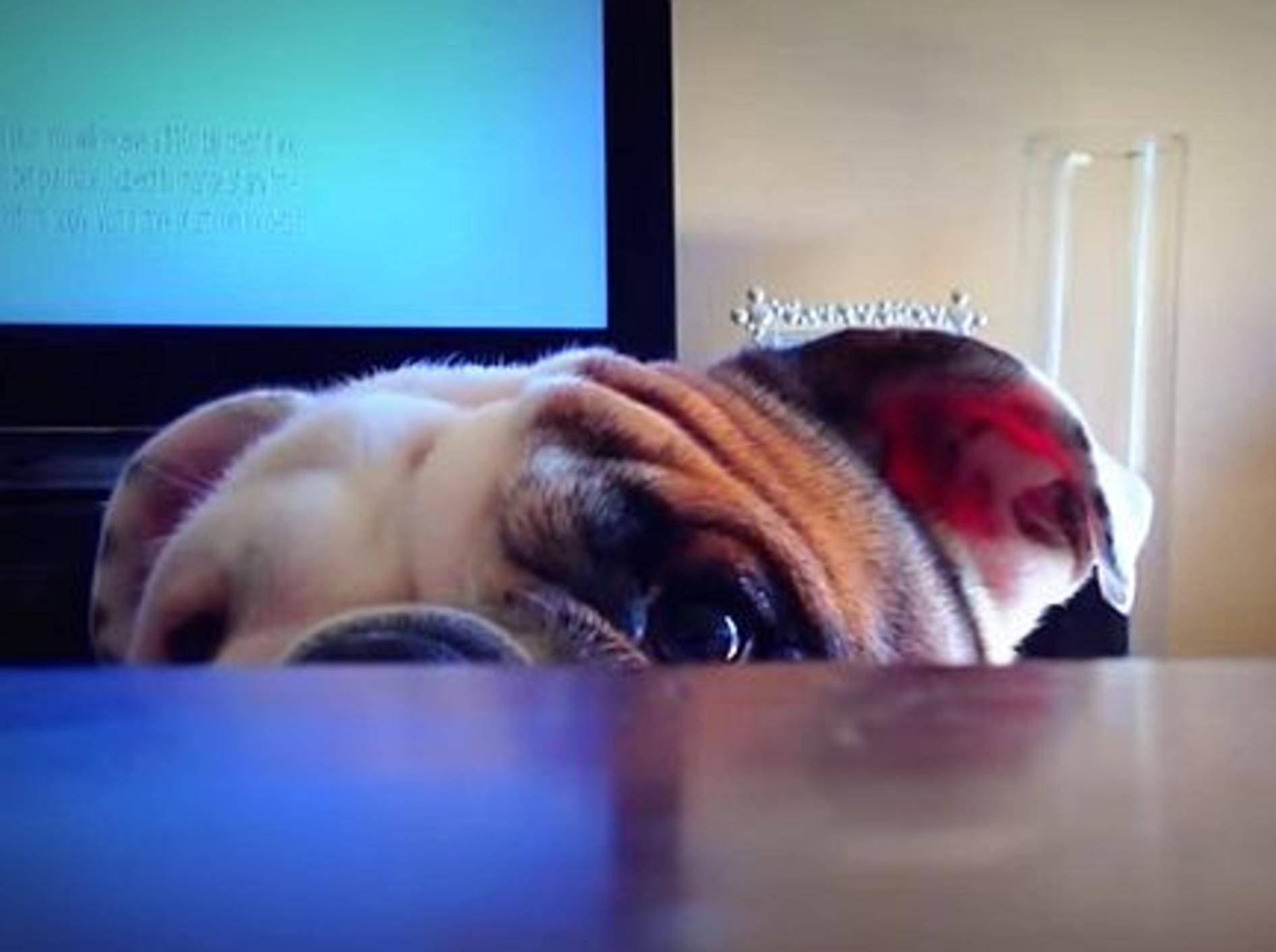 Kleine Englische Bulldogge spielt Verstecken – Bild: Youtube / Benny The Bulldog