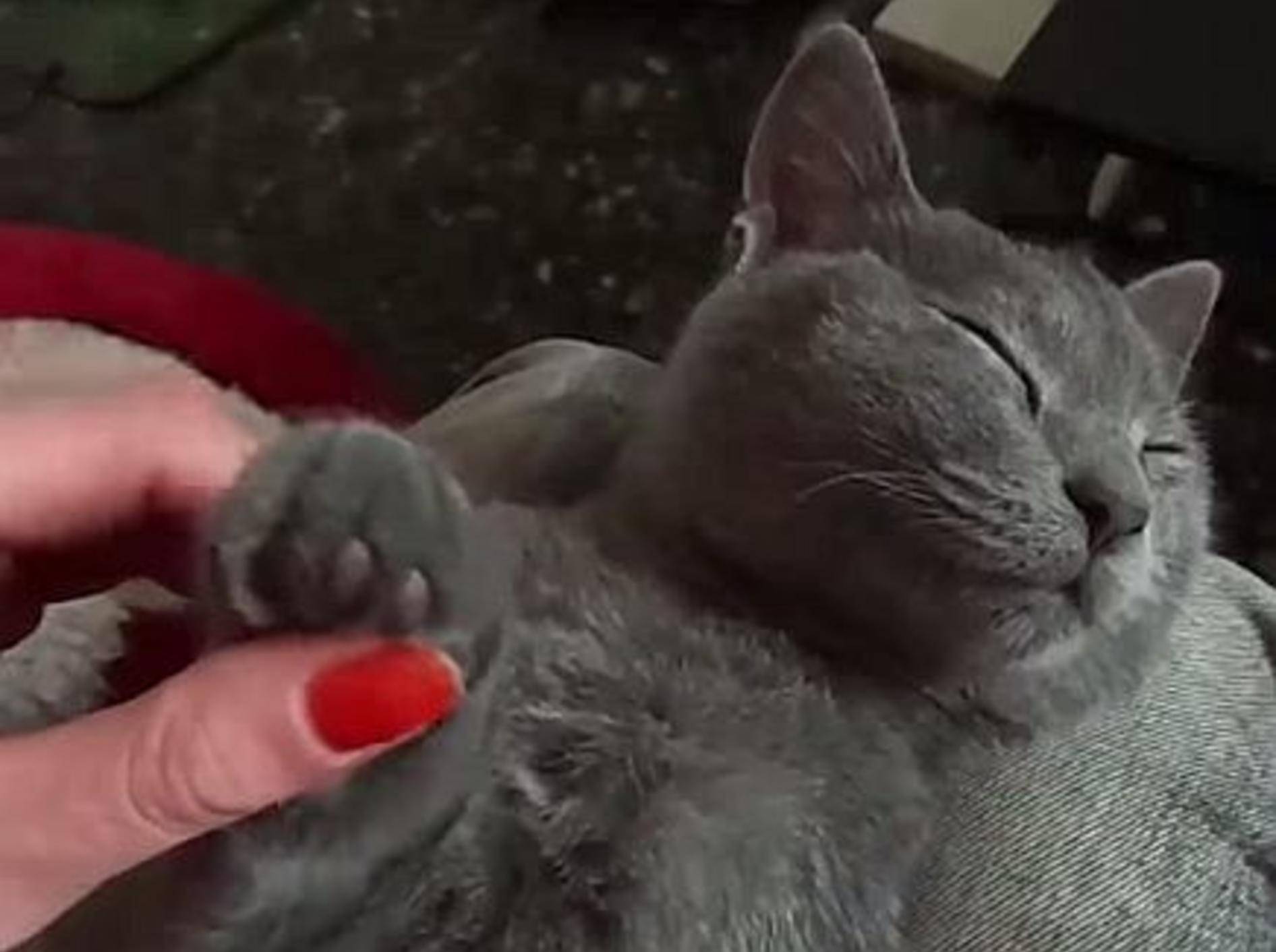 Süße Katzen-Massage-Compilation – Bild: Youtube / mihaifrancu