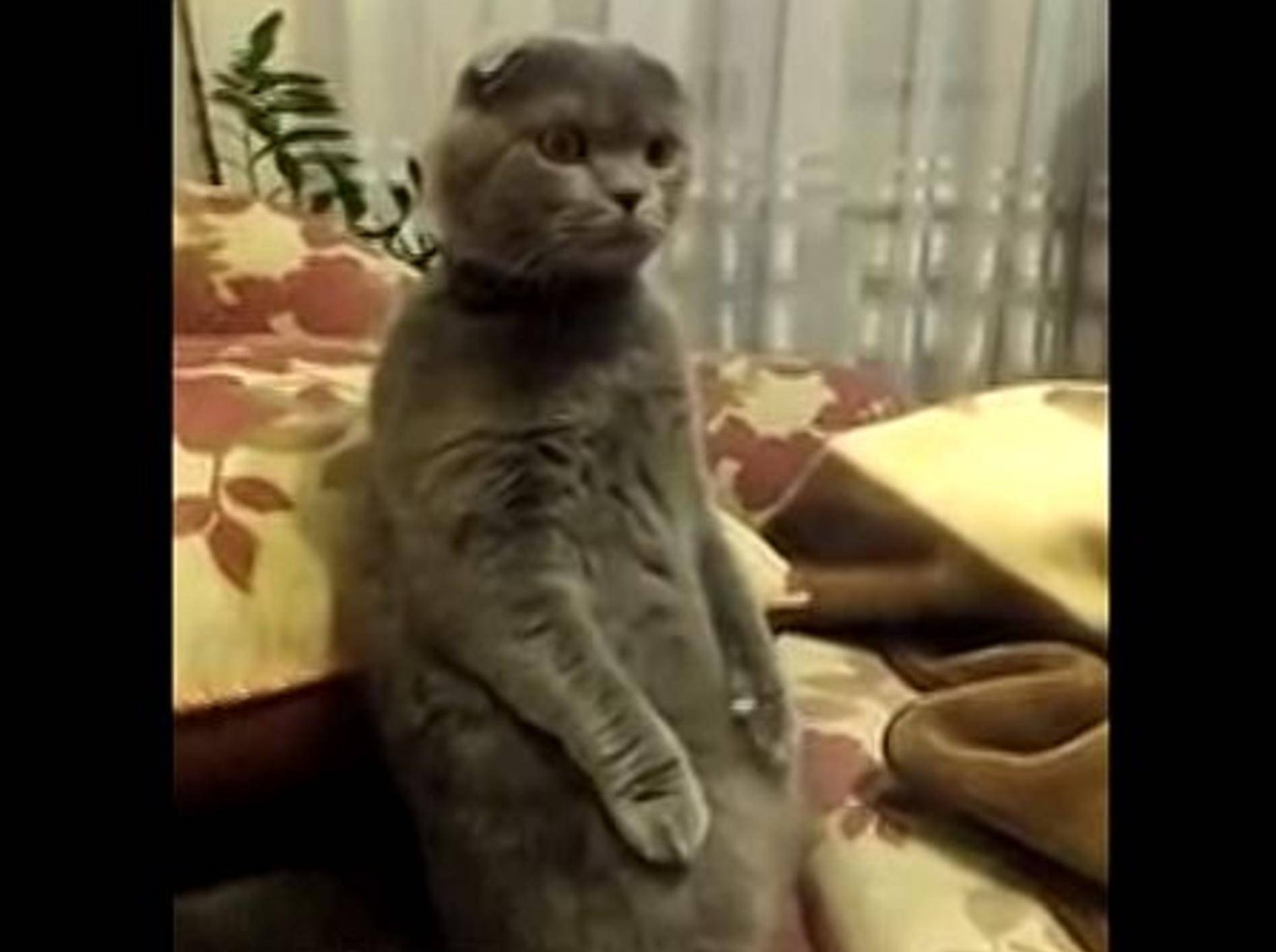 Lustige Katze findet Fernsehengucken spannend – Bild: Youtube / ignoramusky