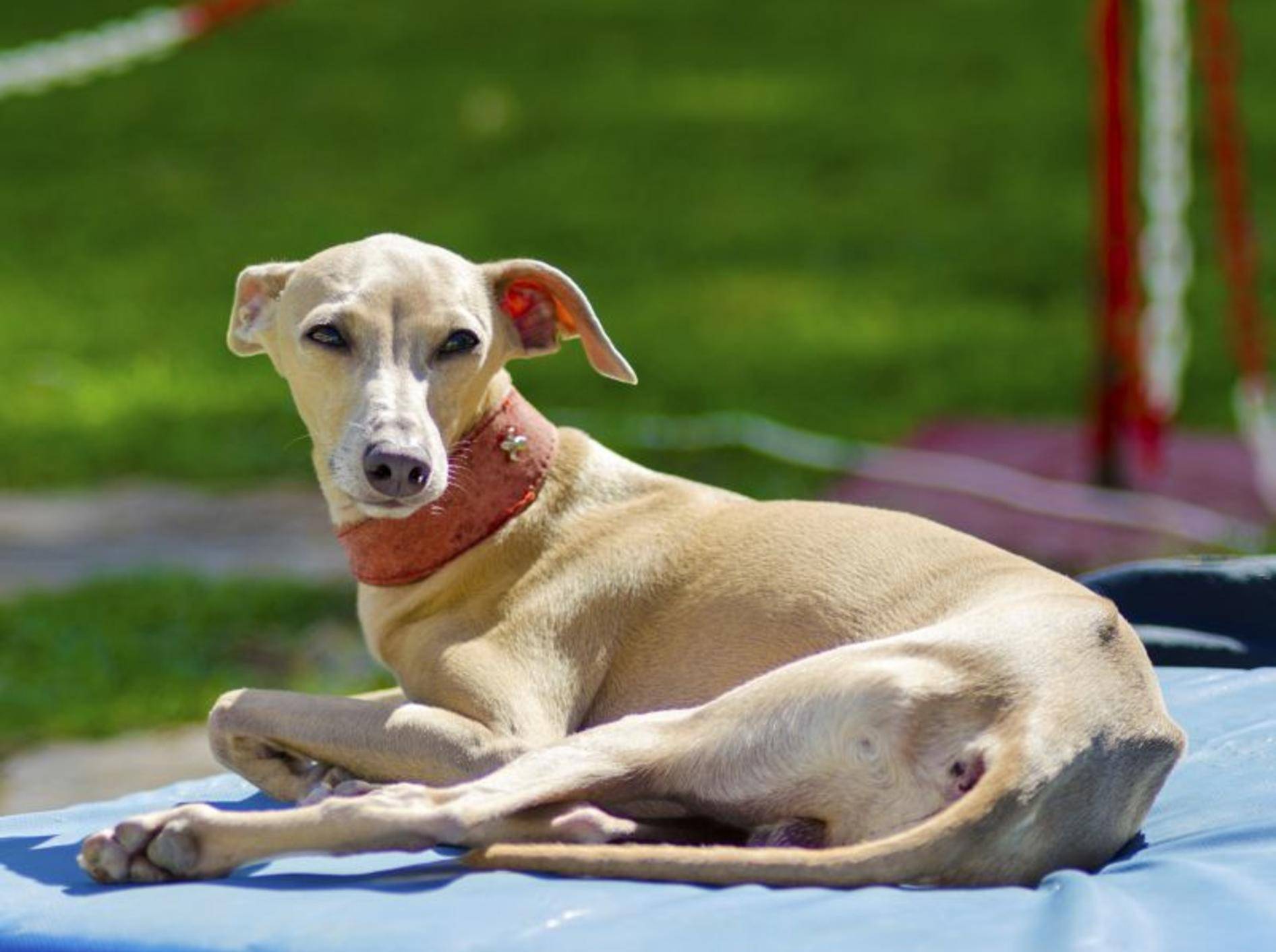 Der Greyhound ist ein freundlicher, sensibler Hund – Bild: Shutterstock / f8grapher