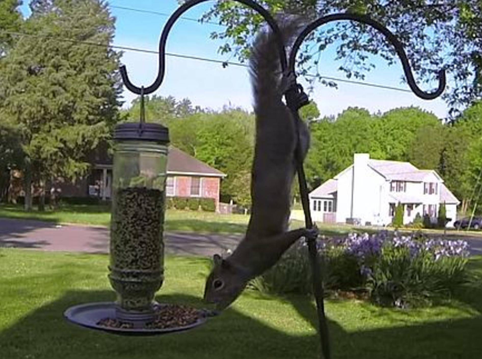 Das Hörnchen und die Vogelfutterstation – Bild: Youtube / GoPro