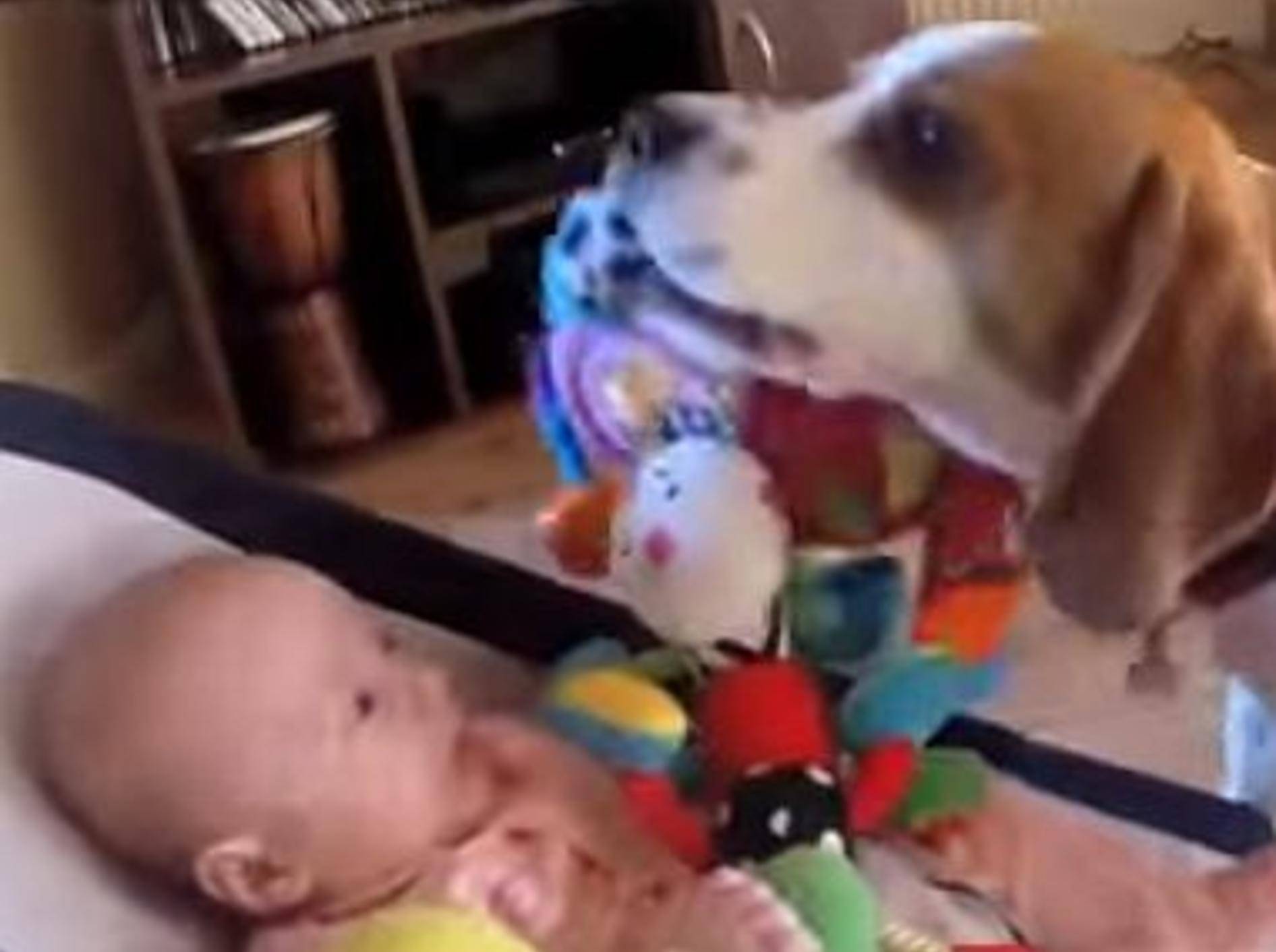 Wenn Hunde den Babysitter spielen ... – Bild: Youtube / HooplaHa