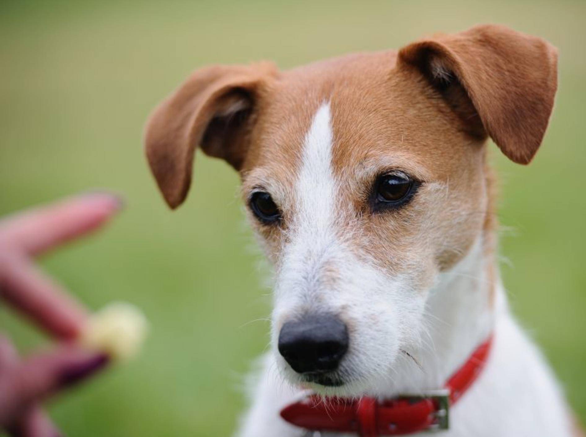 Futterbeutel für den Spaziergang und den Hundesport – Bild: Shutterstock / godrick