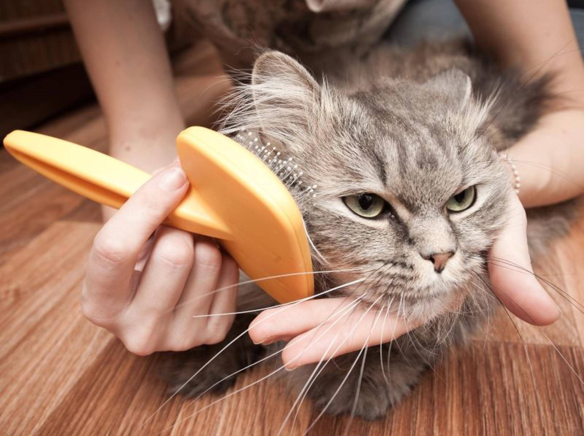 Kontrollieren Sie das Fell Ihrer Katze regelmäßig auf Parasiten wie Milben – Bild: Shutterstock / Telekhovskyi